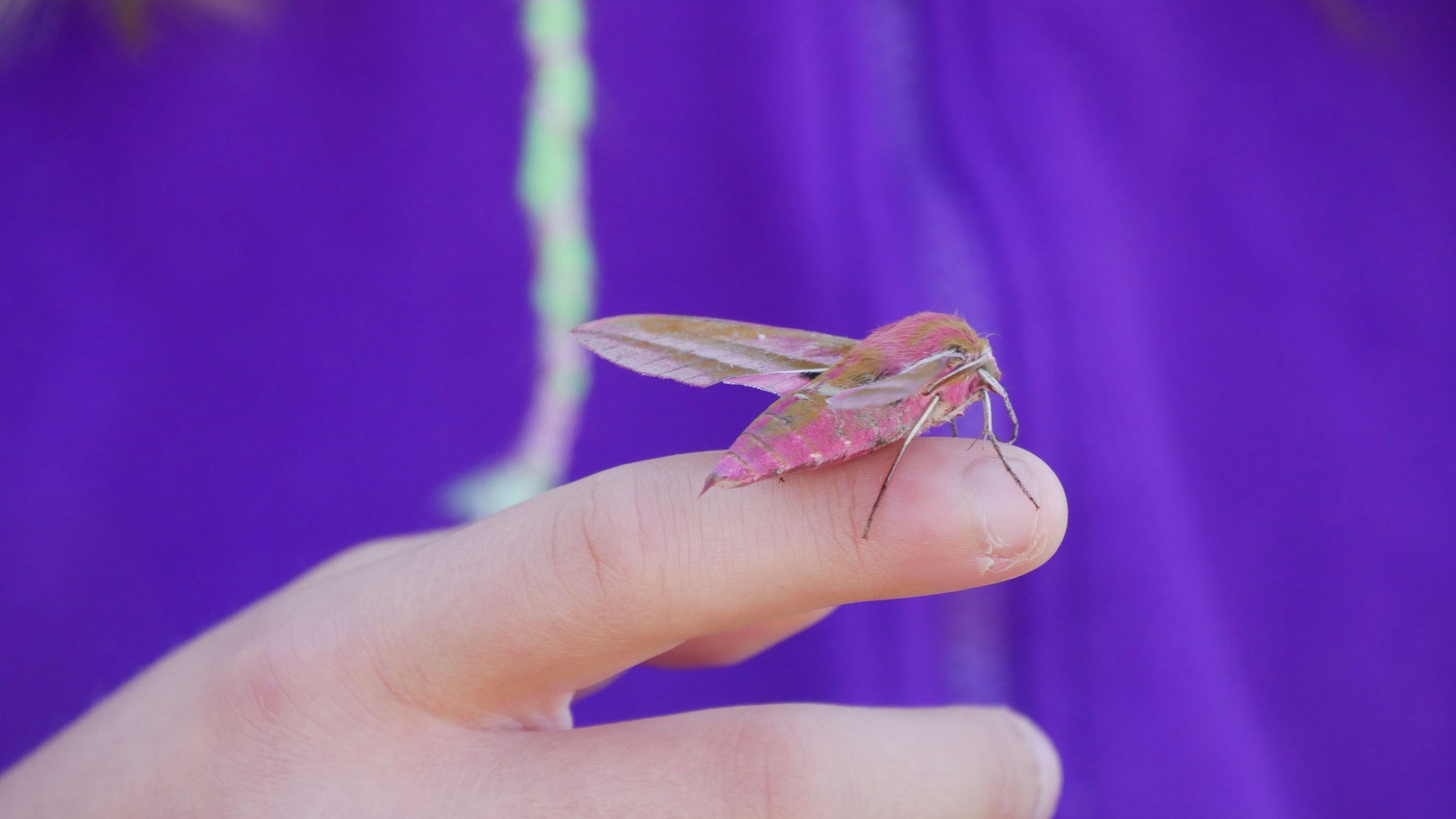 Large pink and green furry moth sitting on a child's finger.
