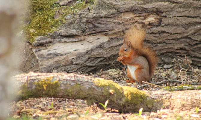 Red squirrel