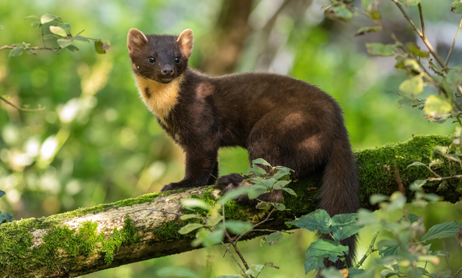 Pine Marten
