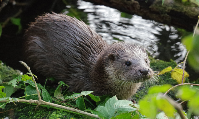 Otter-Springwatch