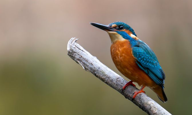   Kingfisher-male