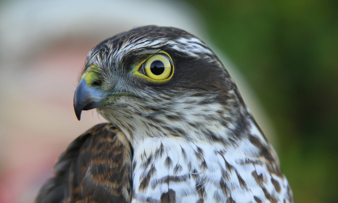 Sparrowhawk