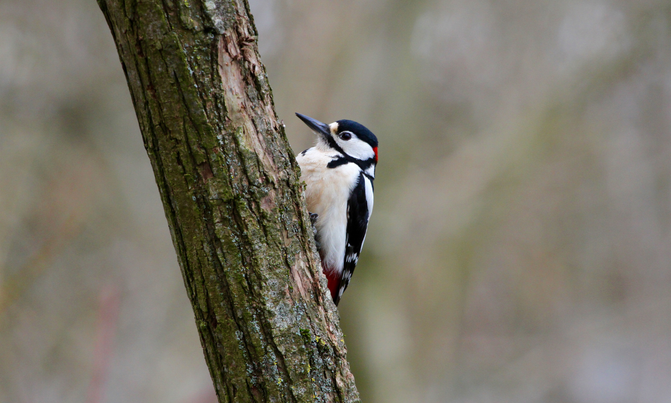 Greater spotted woodpecker male