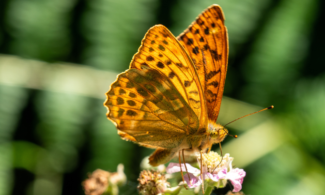 Silver-washed Fritillary (Argynnis paphia)