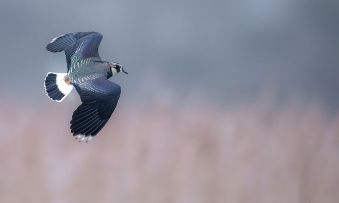 Lapwing (Vanellinae) in flight