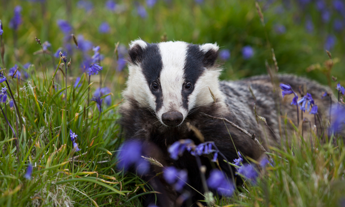 A male badger