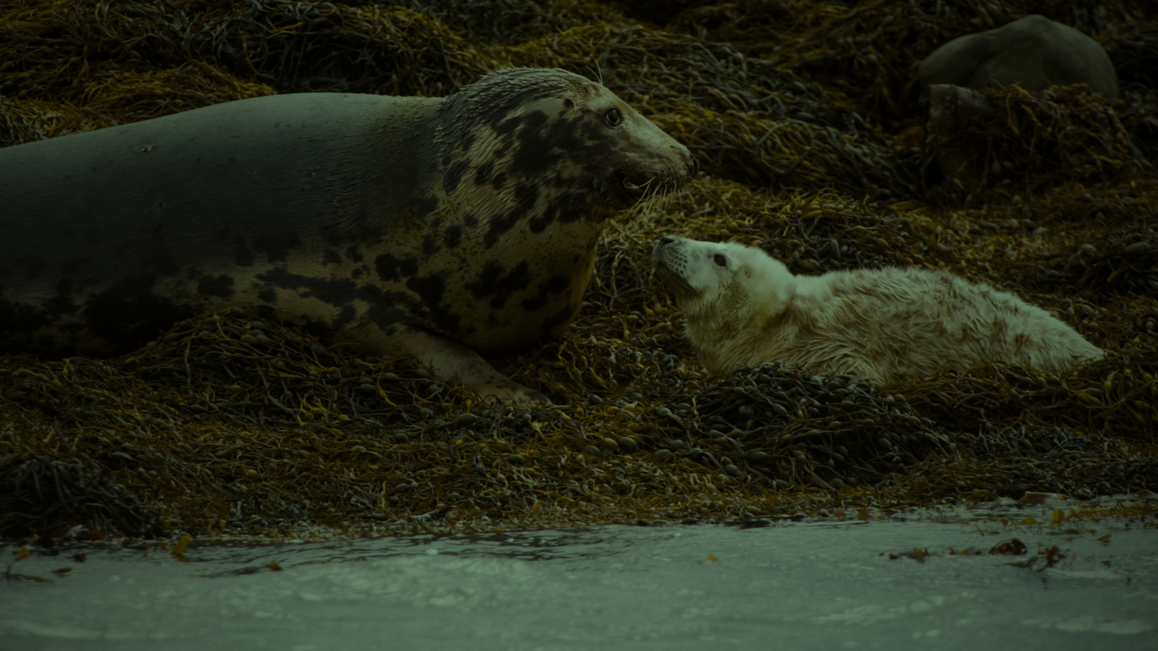 Seals at Strangford Lough
