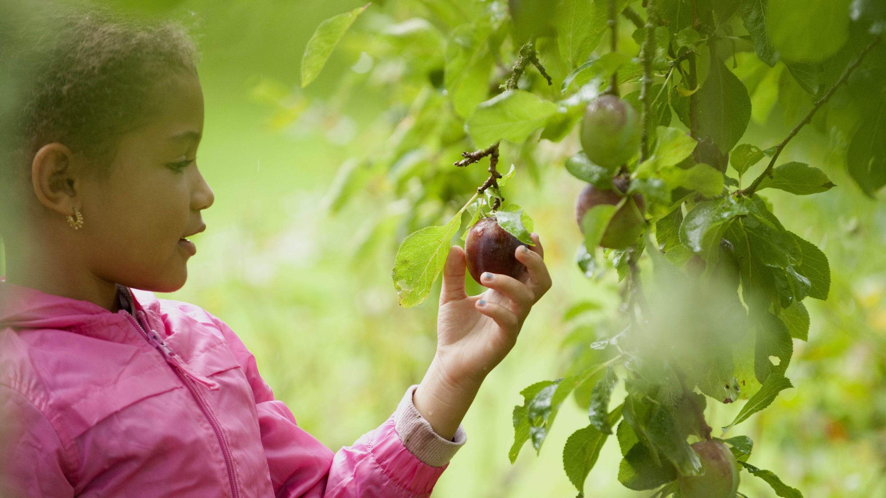 Girl Picking Apples