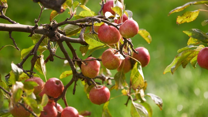 Apples in the orchard at Ardress House, County Armagh