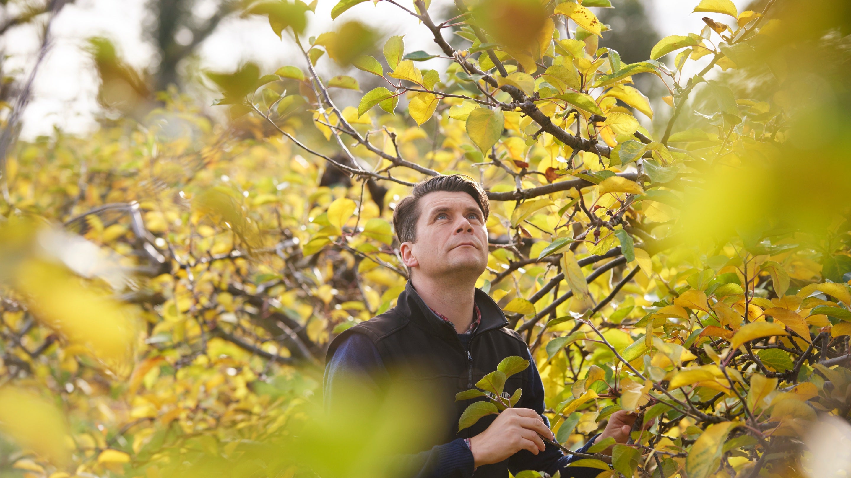 Greg MacNeice, National Trust tenant farmer, inspecting the apple trees at Ardress House estate, County Armagh