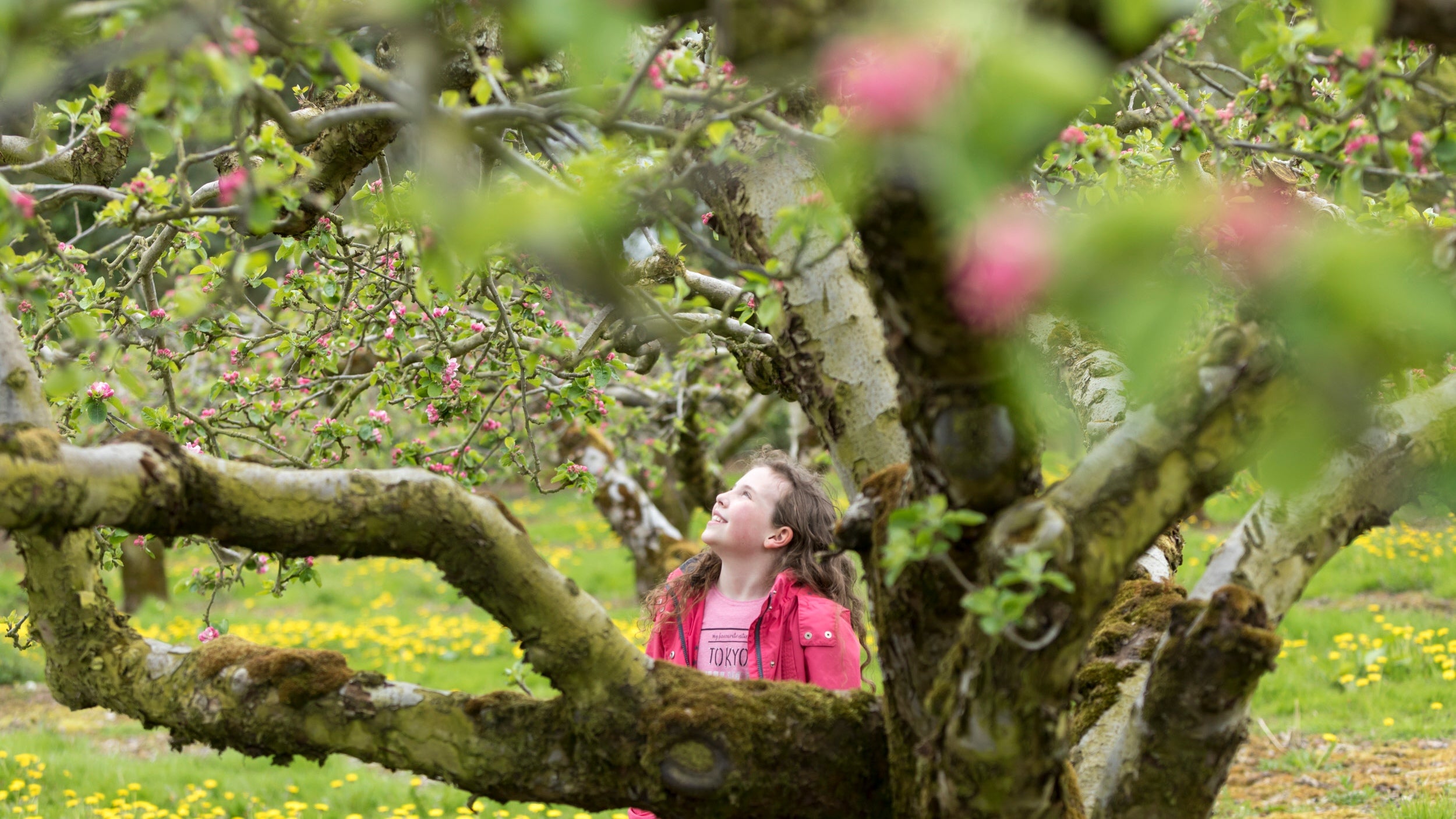 Girl in pink jacket standing under blossoming tree in orchard look up at the branches