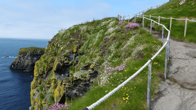View from the path on Carrick-a-Rede island, with lush green grass dotted with orchids and wildflowers. Deep blue sea visible to the left.