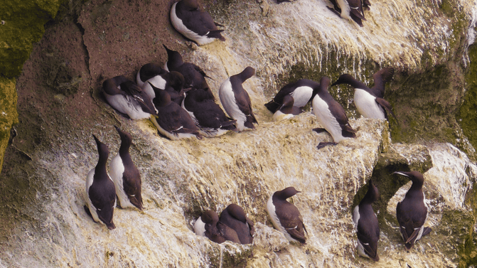 Guillemots nestled closely together on a rocky cliff on Carrick-a-Rede island