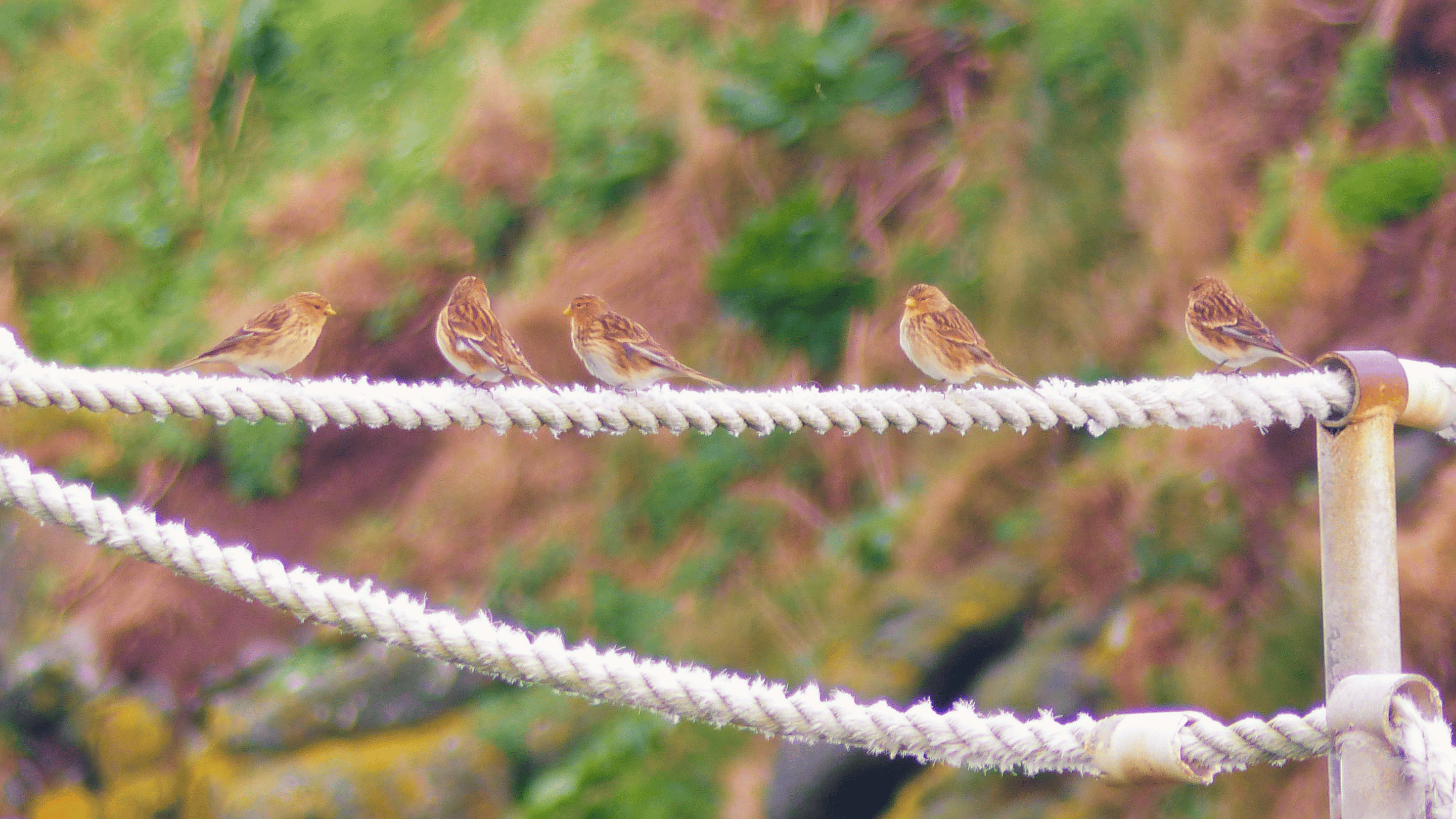 5 twite finches perched on the rope railing on Carrick-a-Rede island, with coastal vegetation in the background