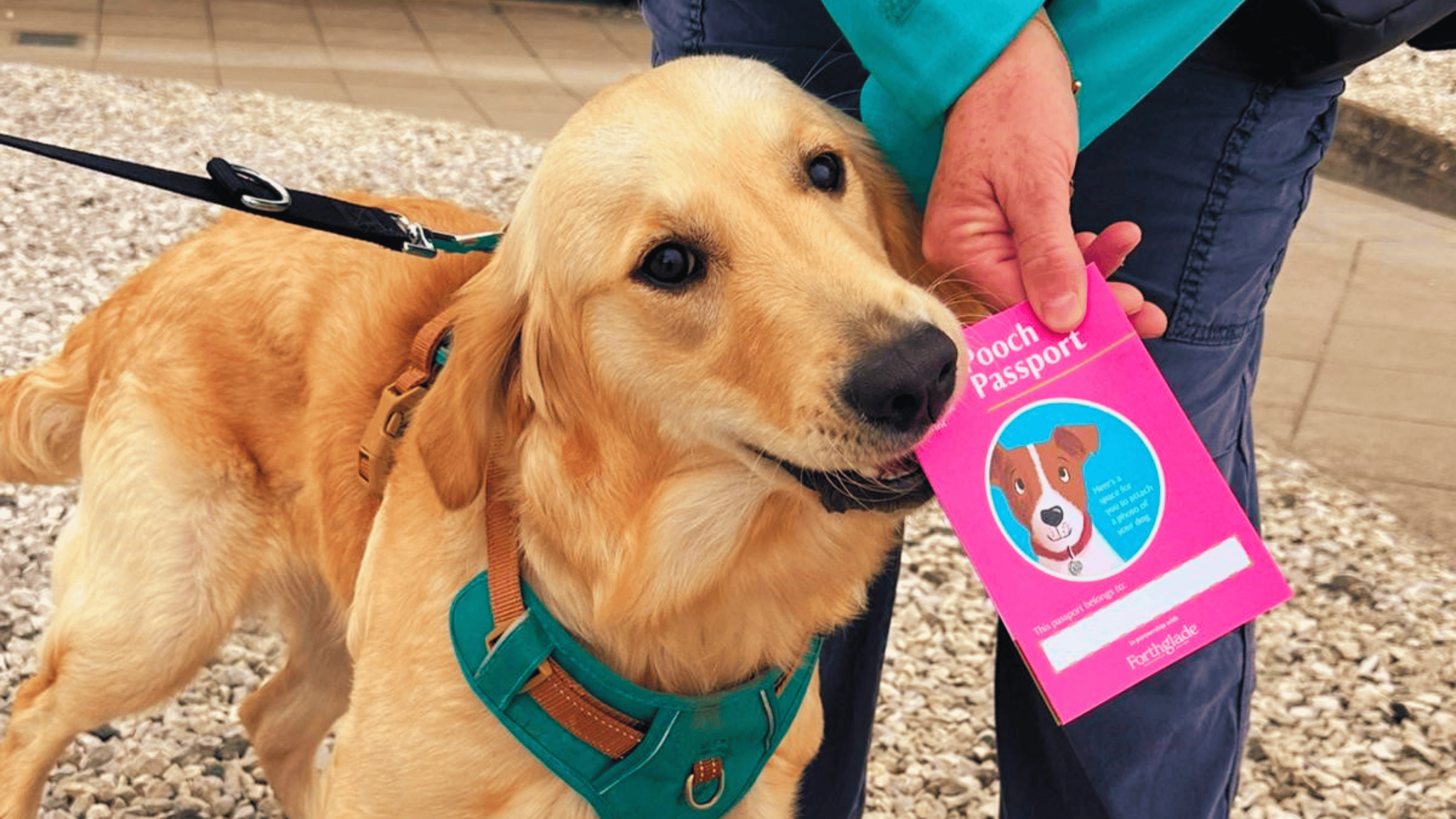 A golden retriever wearing a harness and lead beside a visitor holding a bright pink Pooch Passport at Carrick-a-Rede