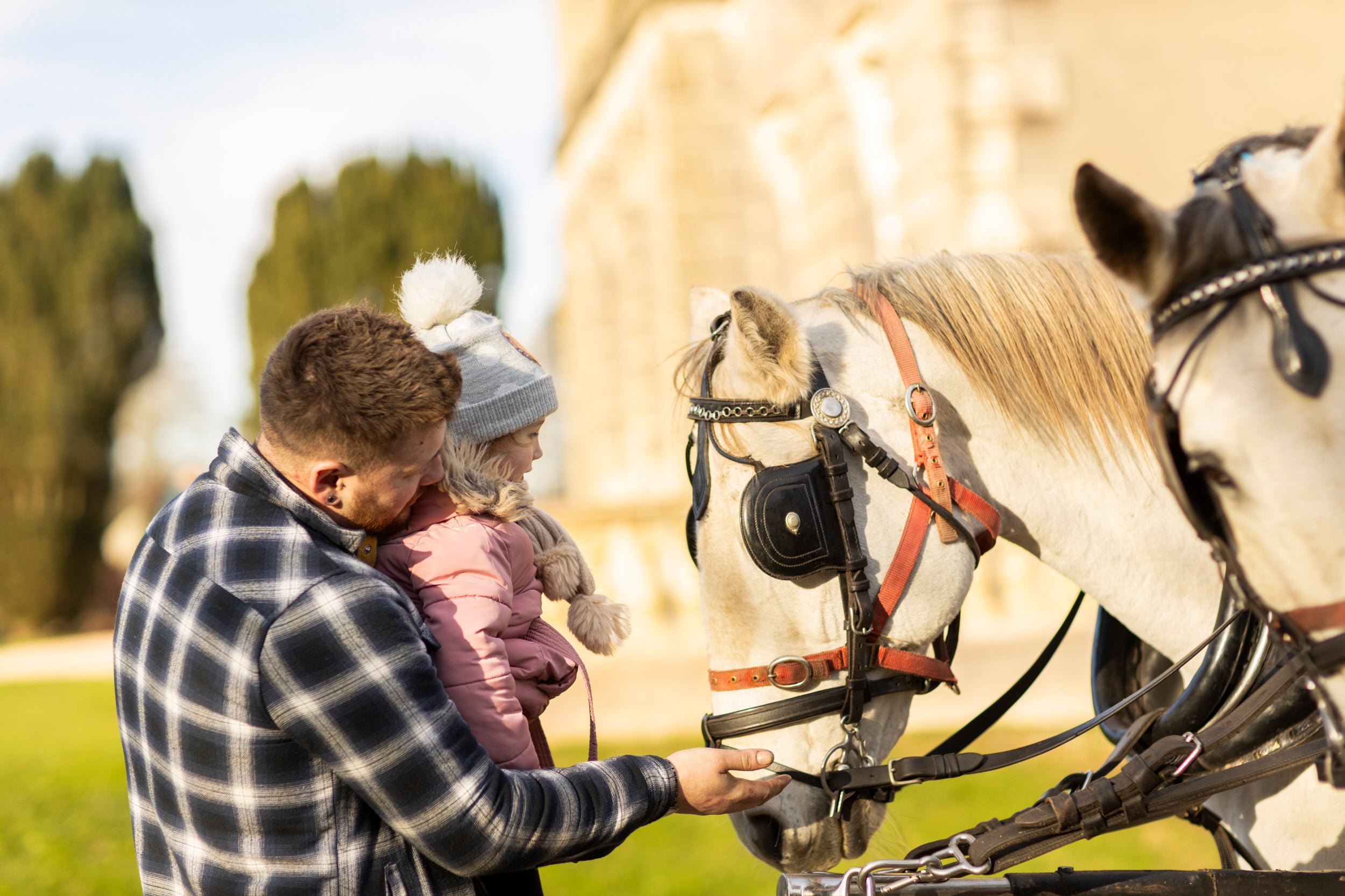 Visitors stroking the horses at Christmas time at Castle Ward
