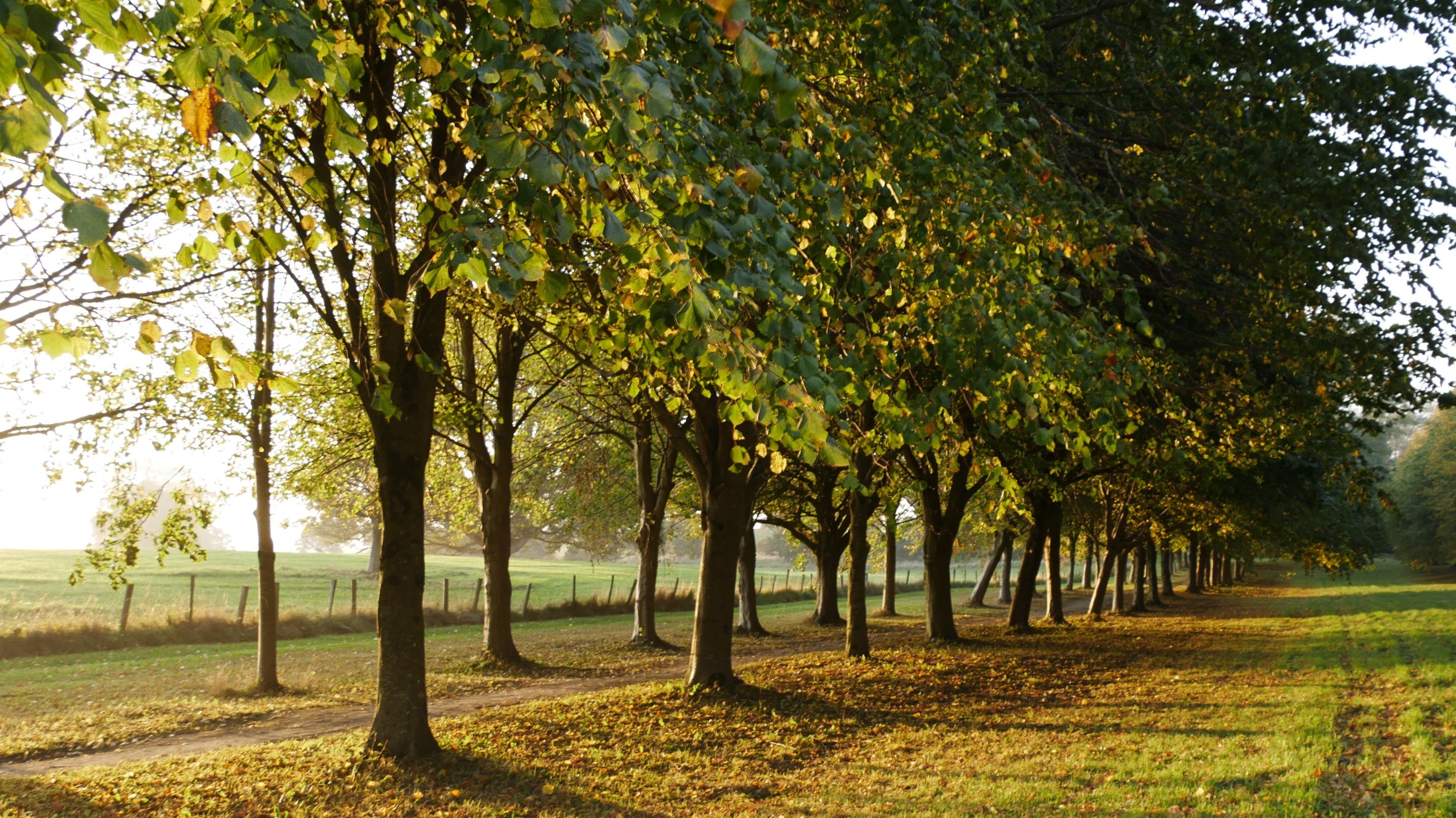 The Lime Tree Walk in autumn at Castle Ward, County Down