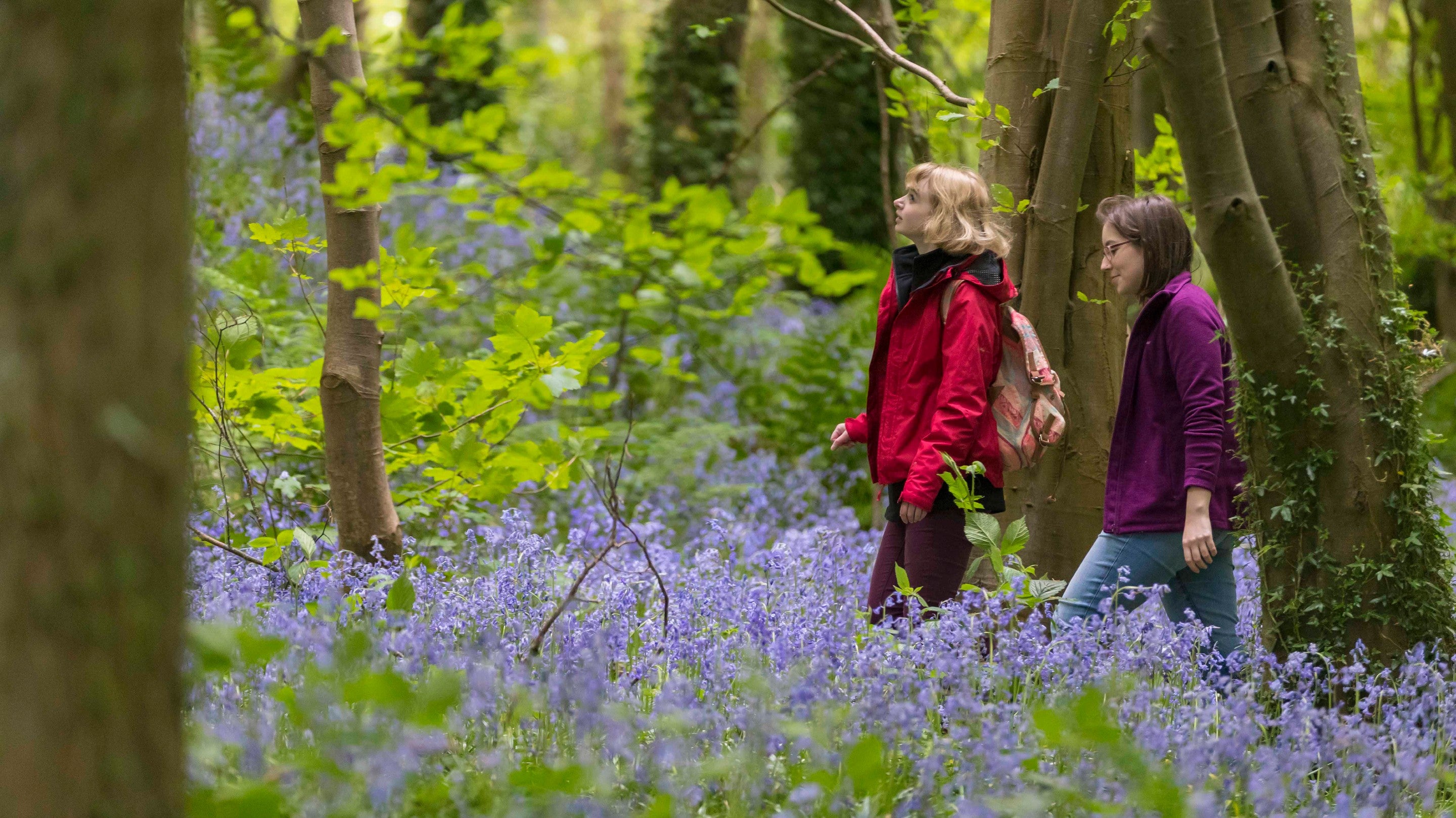 Two visitors walk around a bluebell woodland in spring at Castle Ward, County Down