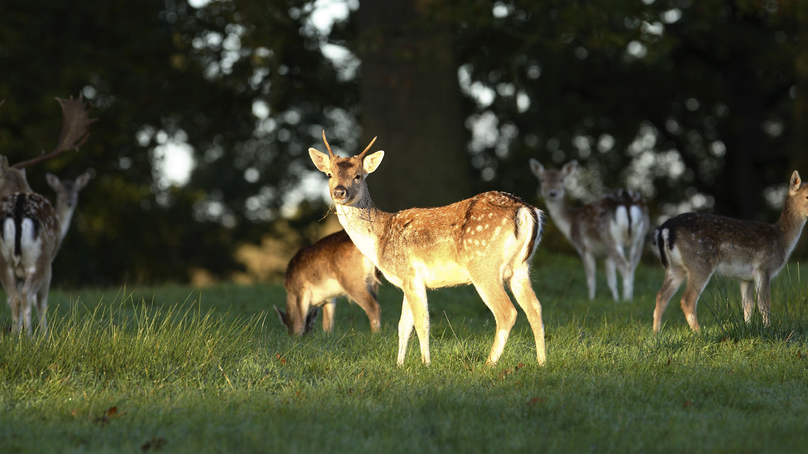 Fallow deer (Dama dama) grazing peacefully at Crom Estate, Co. Fermanagh, Northern Ireland. The 1,900-acre estate is a nature conservation area and is set on the shores of Upper Lough Erne