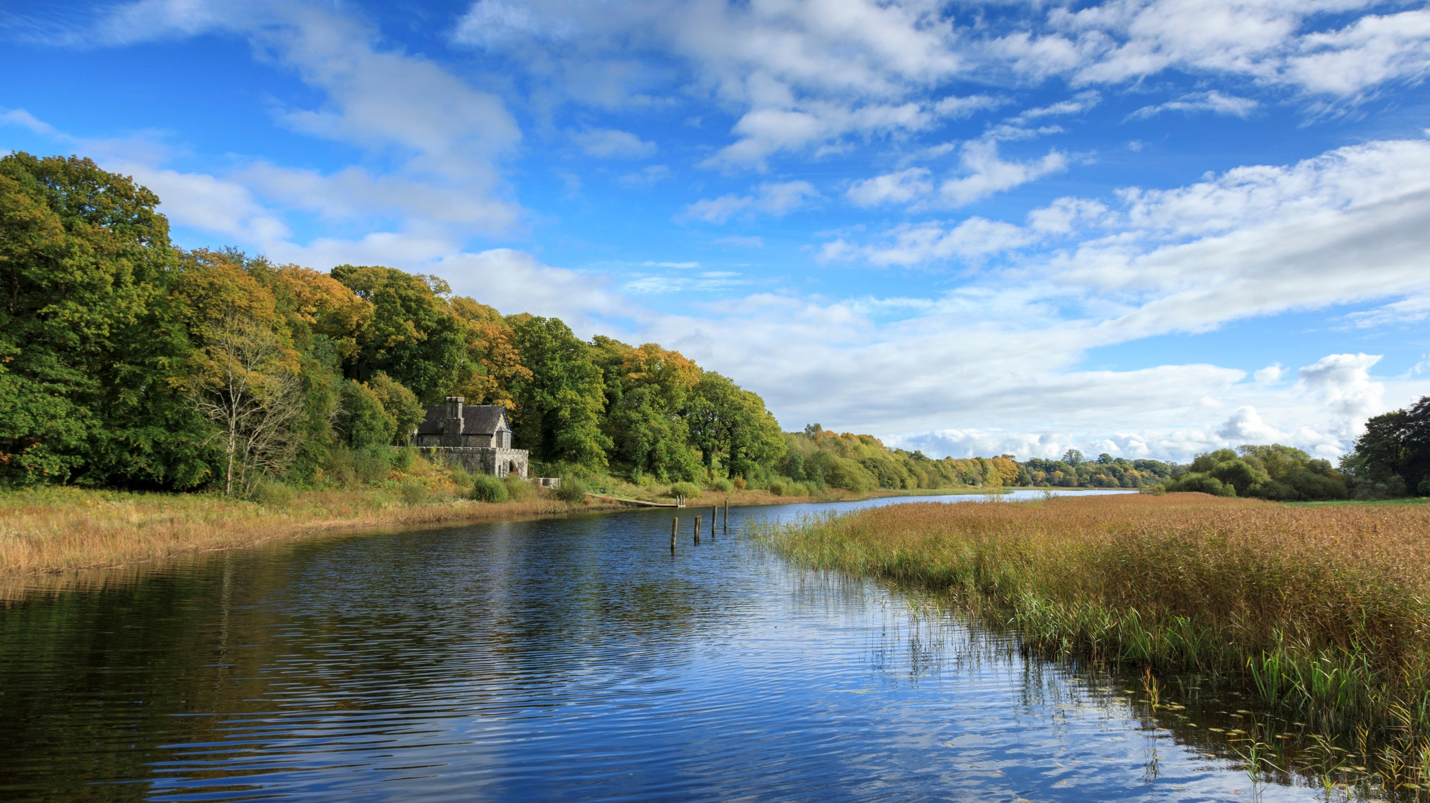 Reedbeds on Upper Lough Erne at Crom, County Fermanagh