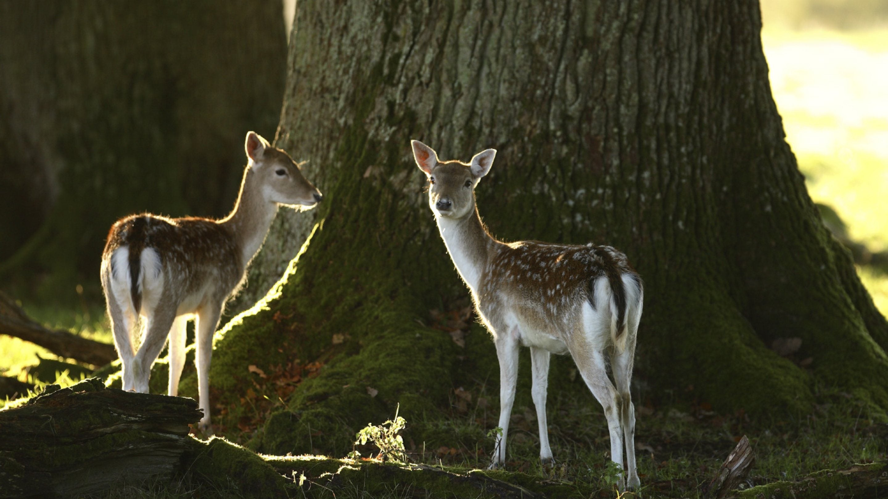 Fallow deer (Dama dama) fawns at the base of a tree at Crom Estate, Co Fermanagh, Northern Ireland.