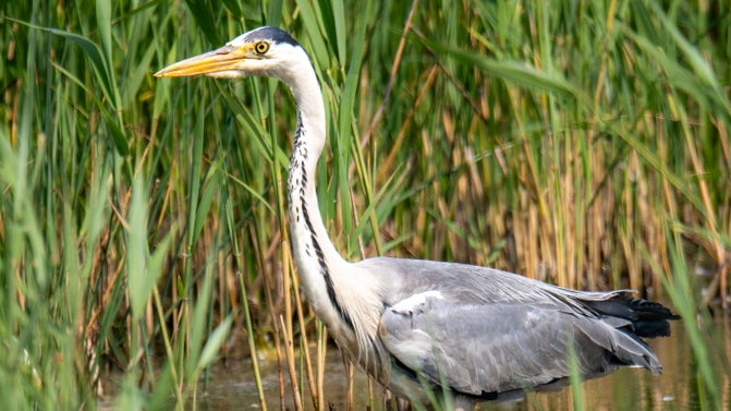 Grey heron (Ardea cinerea) in a pool at Norfolk Broads, Norfolk