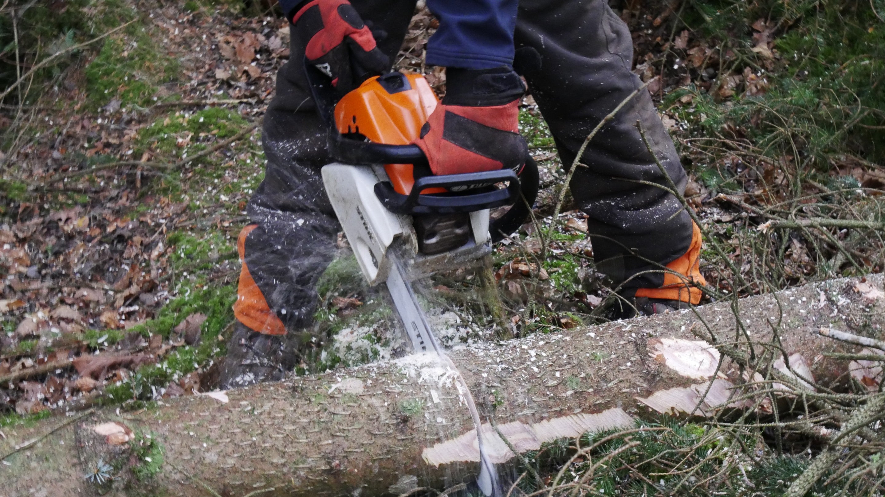 Ranger felling trees with chainsaw at Crom Estate, County Fermanagh
