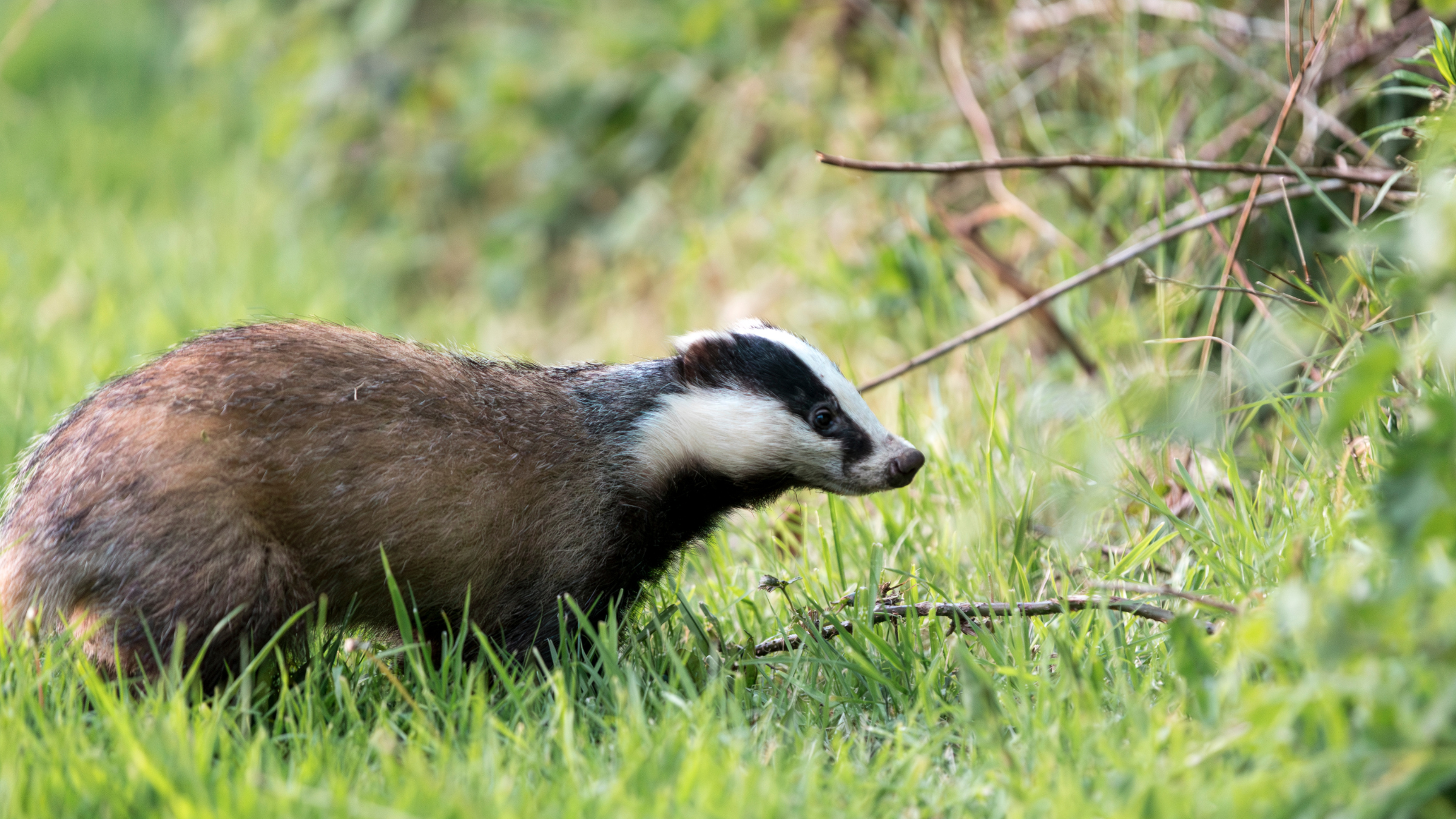 Badger at Crom Estate, County Fermanagh