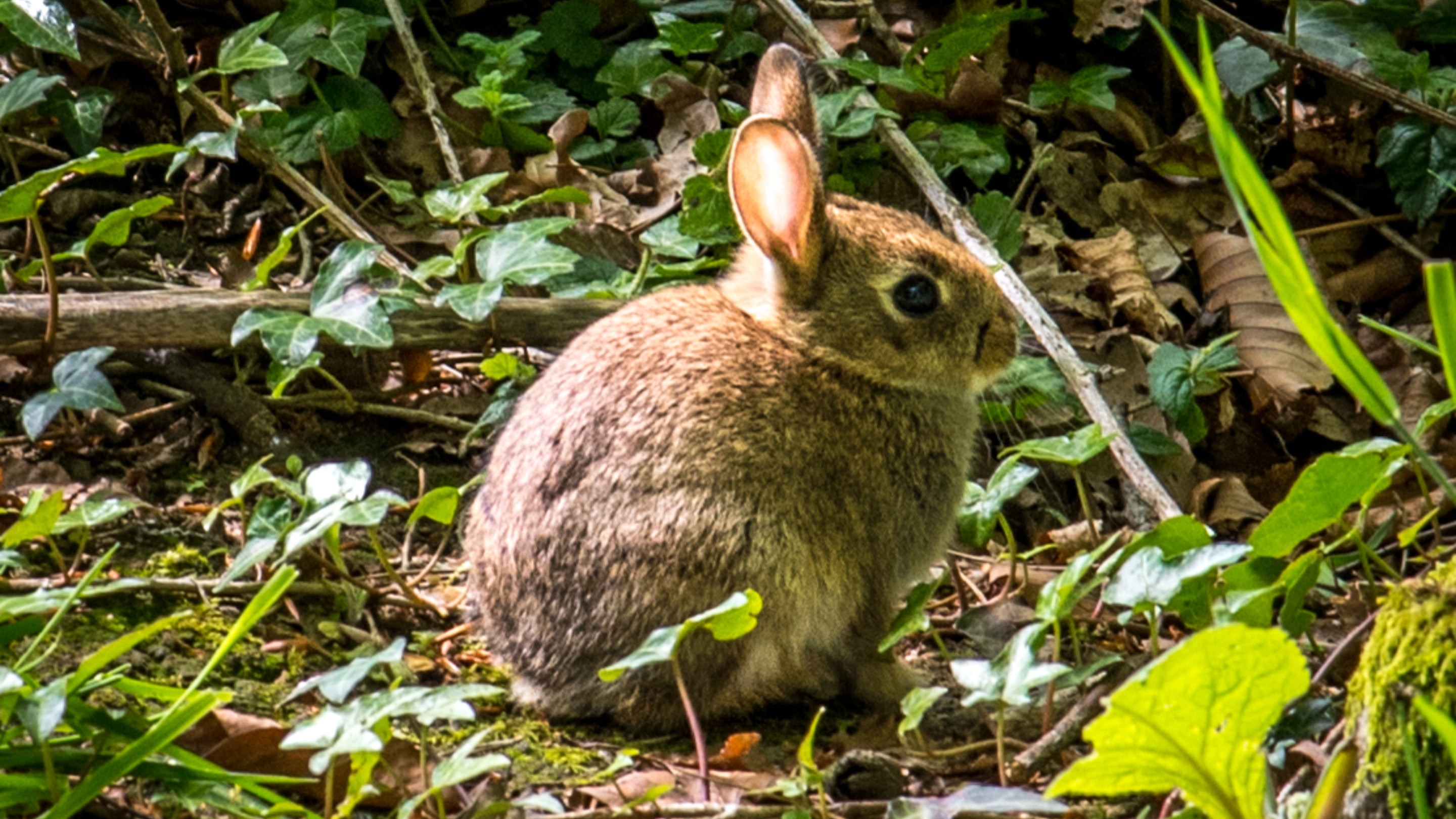 Wildlife at Derrymore