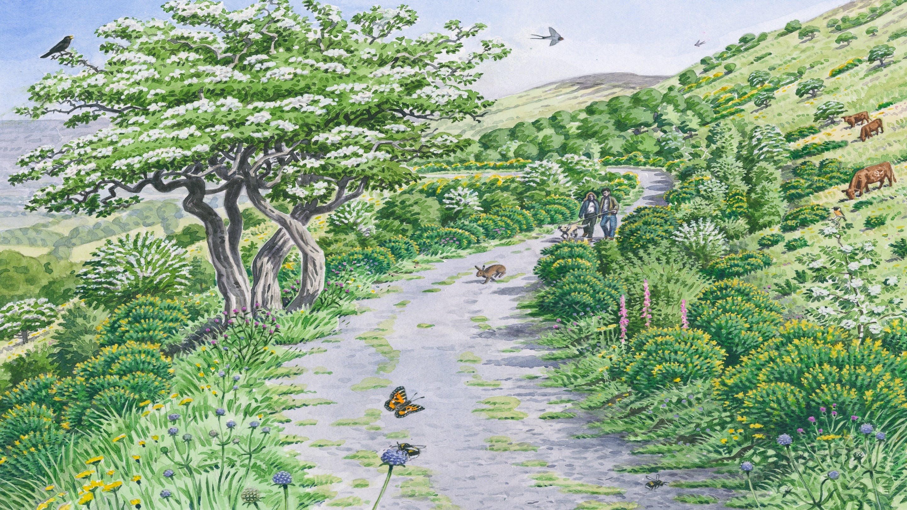 New Divis Land Upper Paths