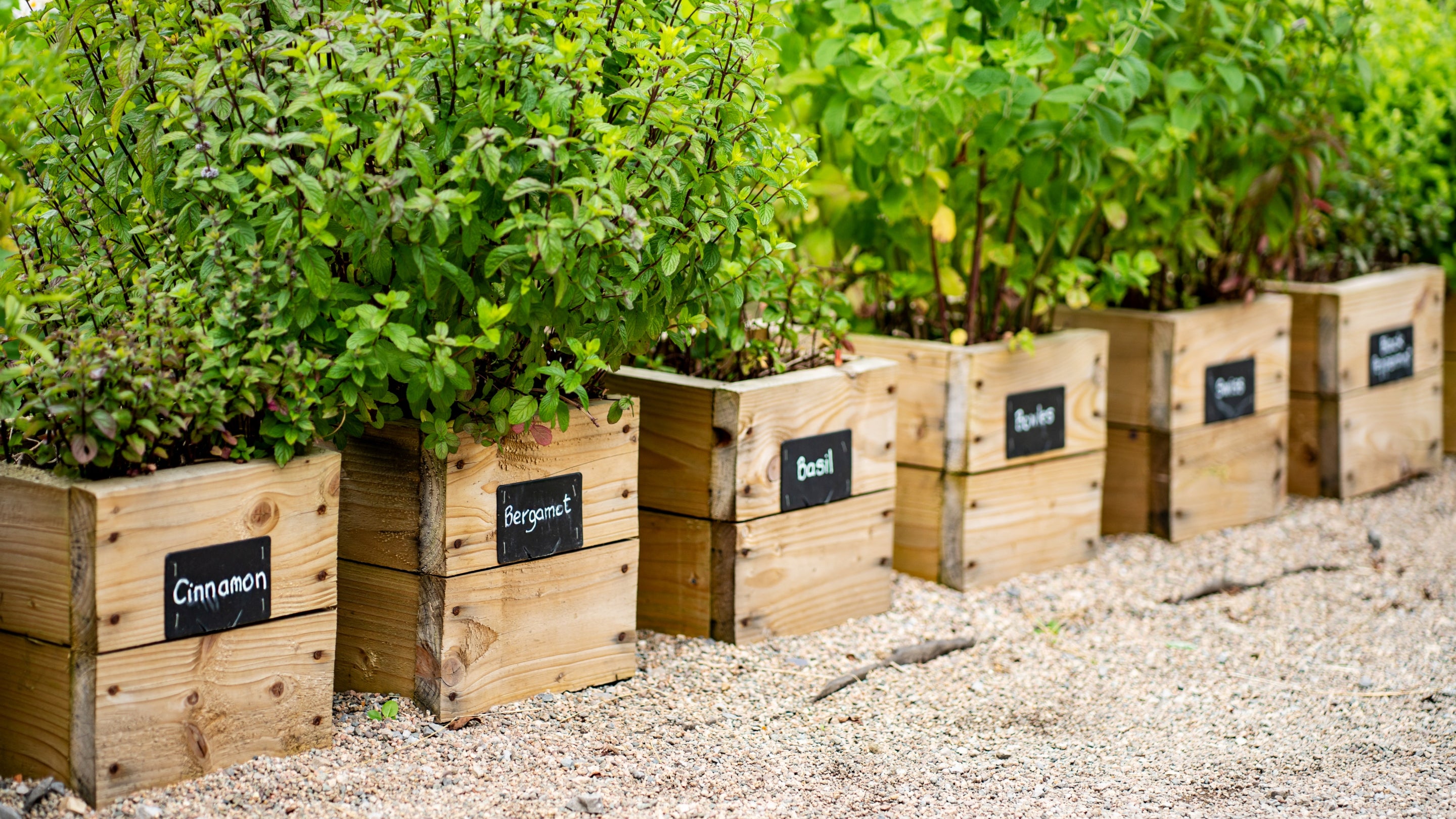 Six different varieties of mint growing in wooden planters in the Kitchen Garden at Florence Court, Co. Fermanagh