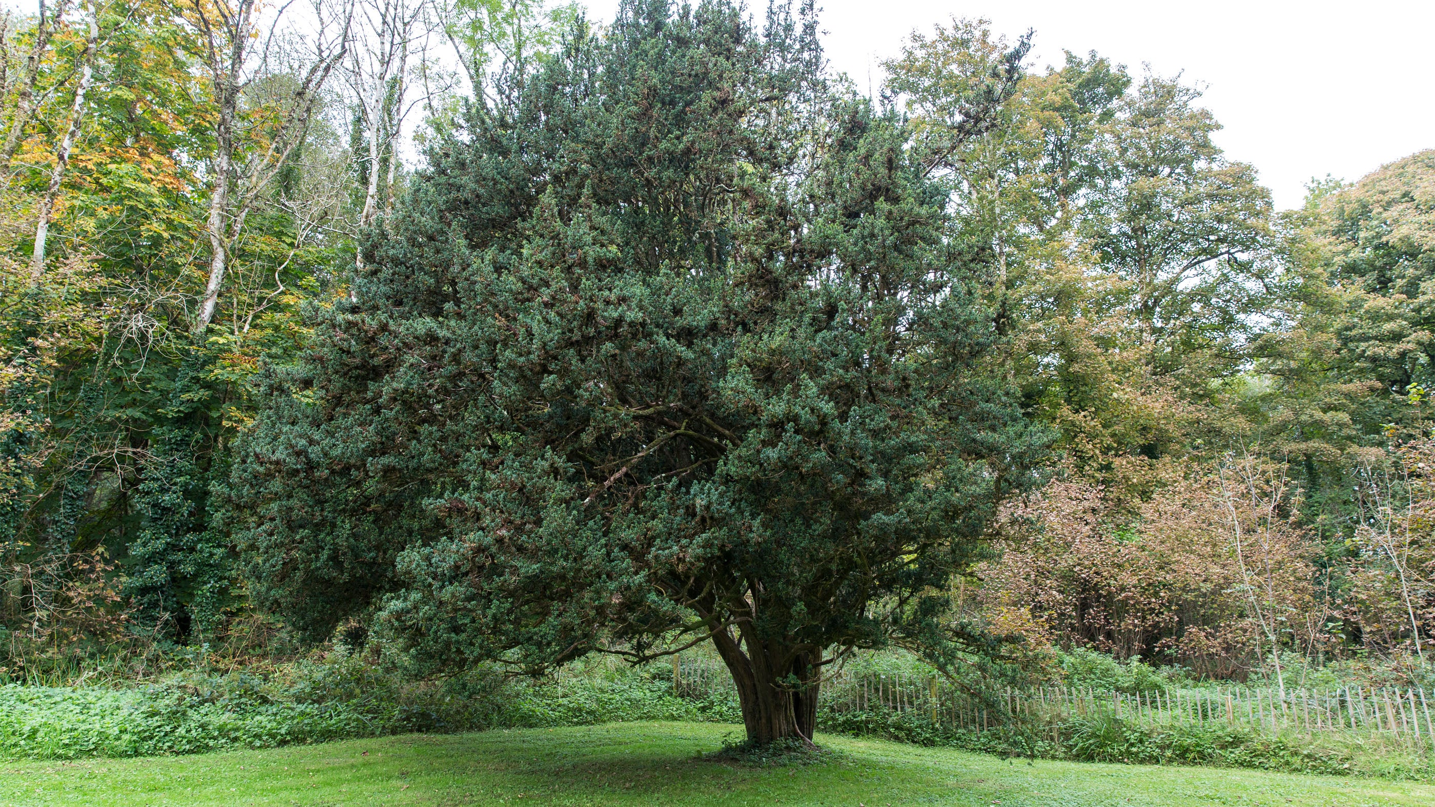 Irish Yew tree in the gardens at Florence Court, County Fermanagh