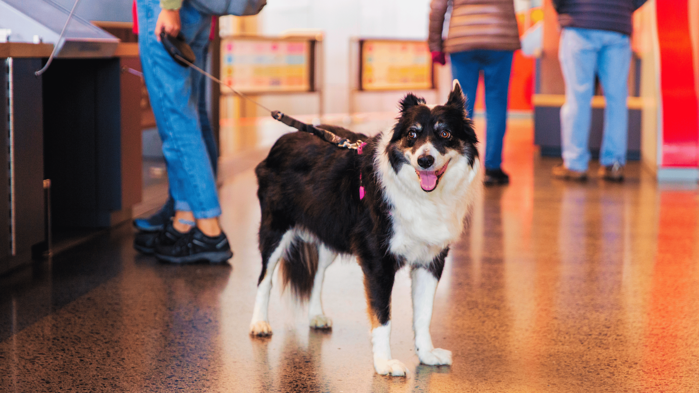 A collie dog on a lead, standing within the exhibition and interpretation area of the Giant's Causeway Visitor Centre