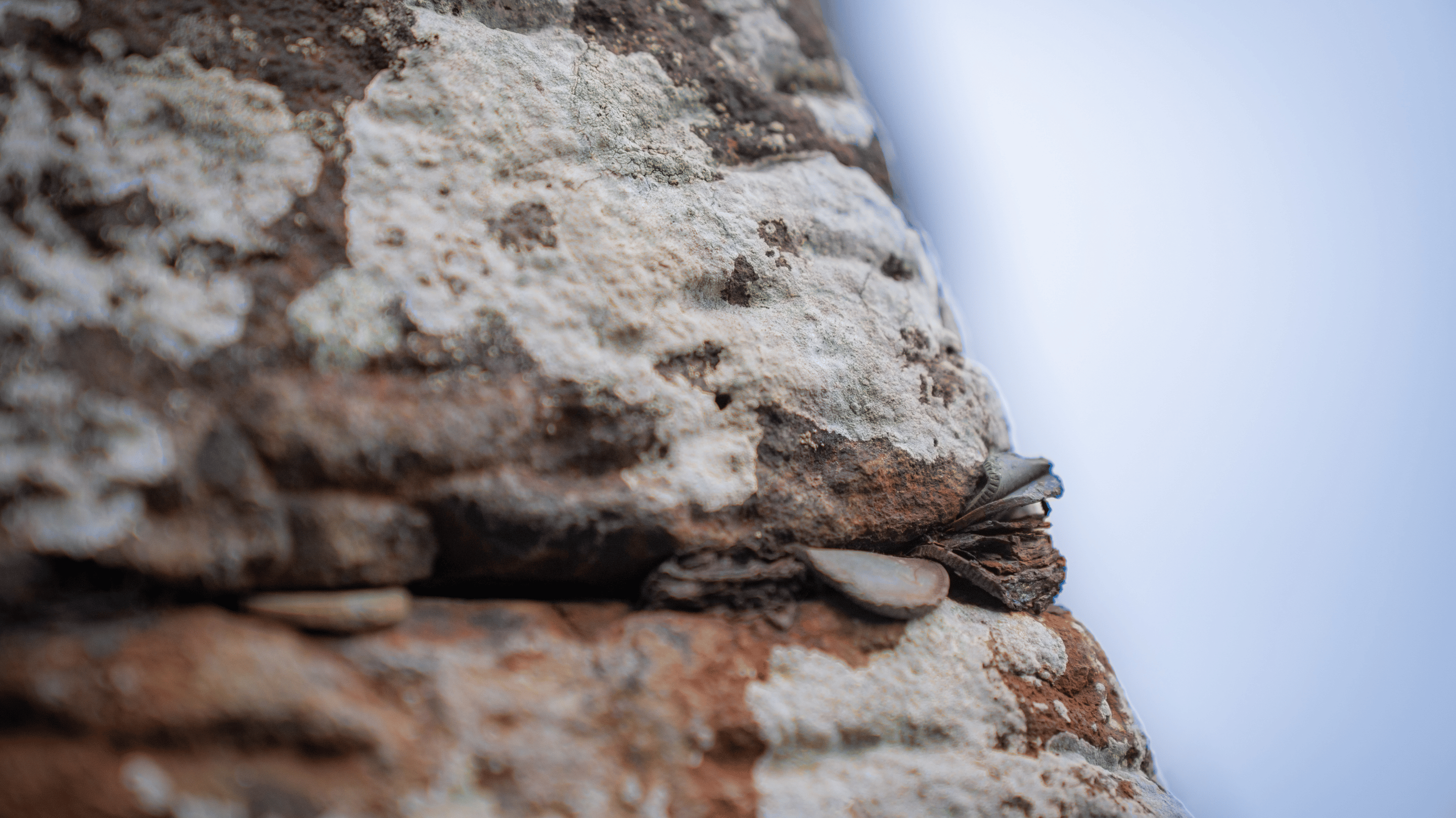 Corroded coins wedged into a crack in the basalt stone at the Giant’s Causeway, with rust staining visible on the rock surface.