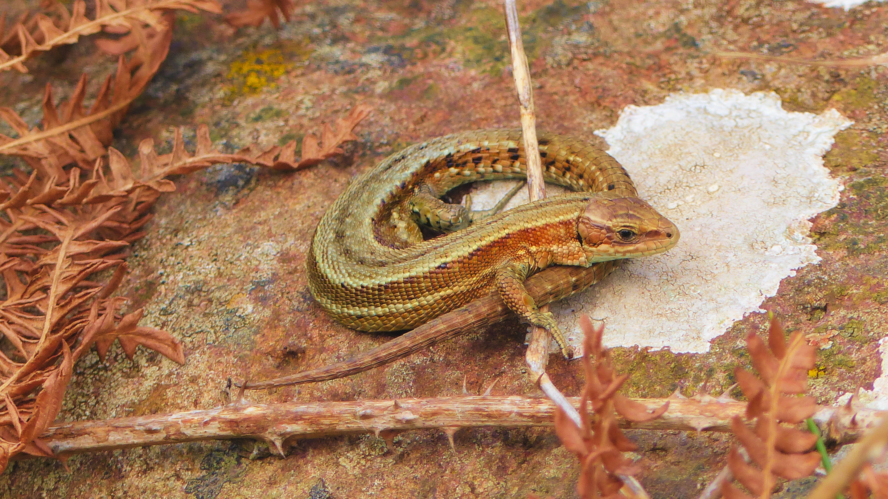 A common lizard basking in the sun, perched on the basalt columns at the Giant's Causeway