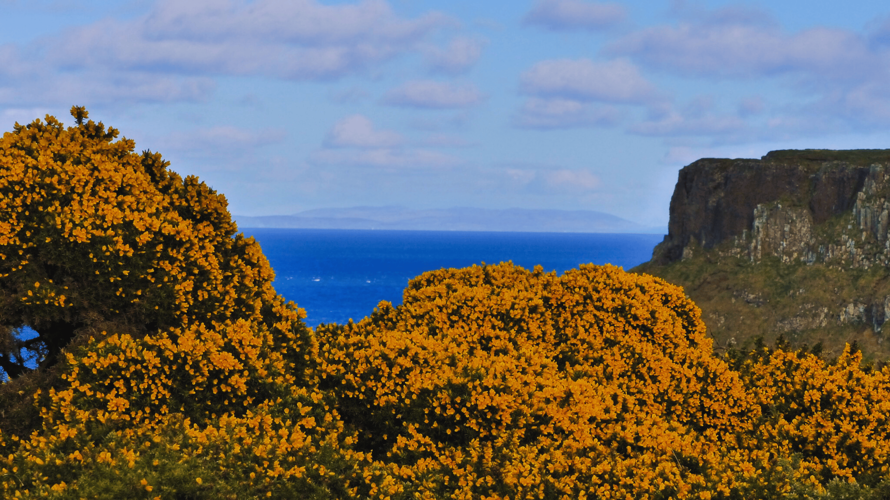 Bright yellow gorse bushes covering the clifftops along the Causeway