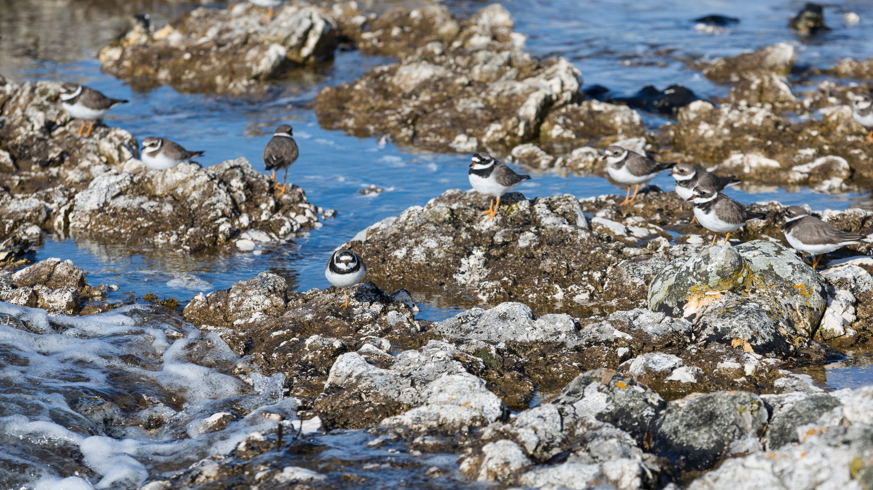 Sea birds blend into their surroundings at the Portmuck coastline in the Islandmagee peninsula, Northern Ireland