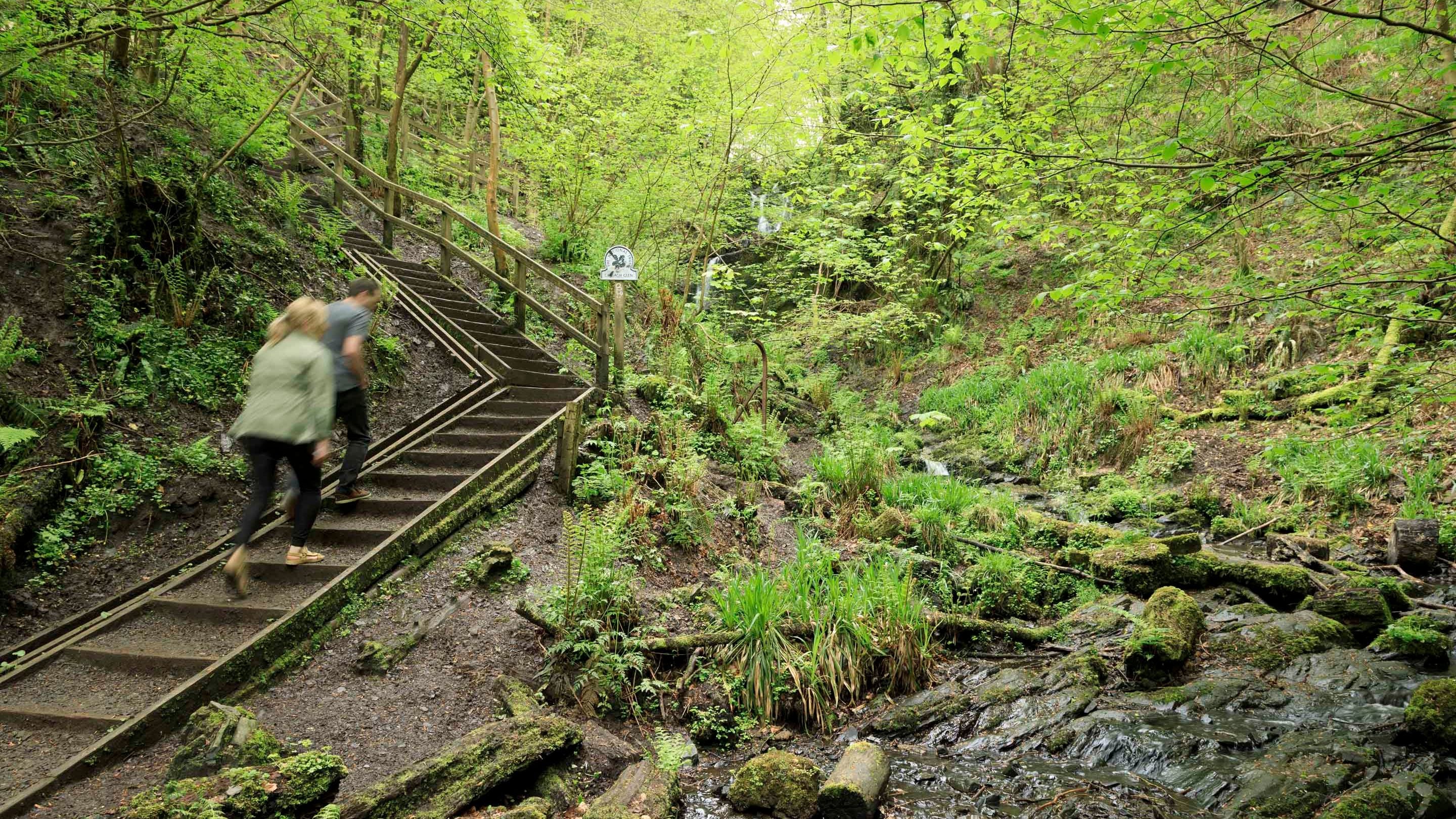 Two visitors are in soft focus as they walk up wooden steps through dense, woodland at Lisnabreeny, County Down.