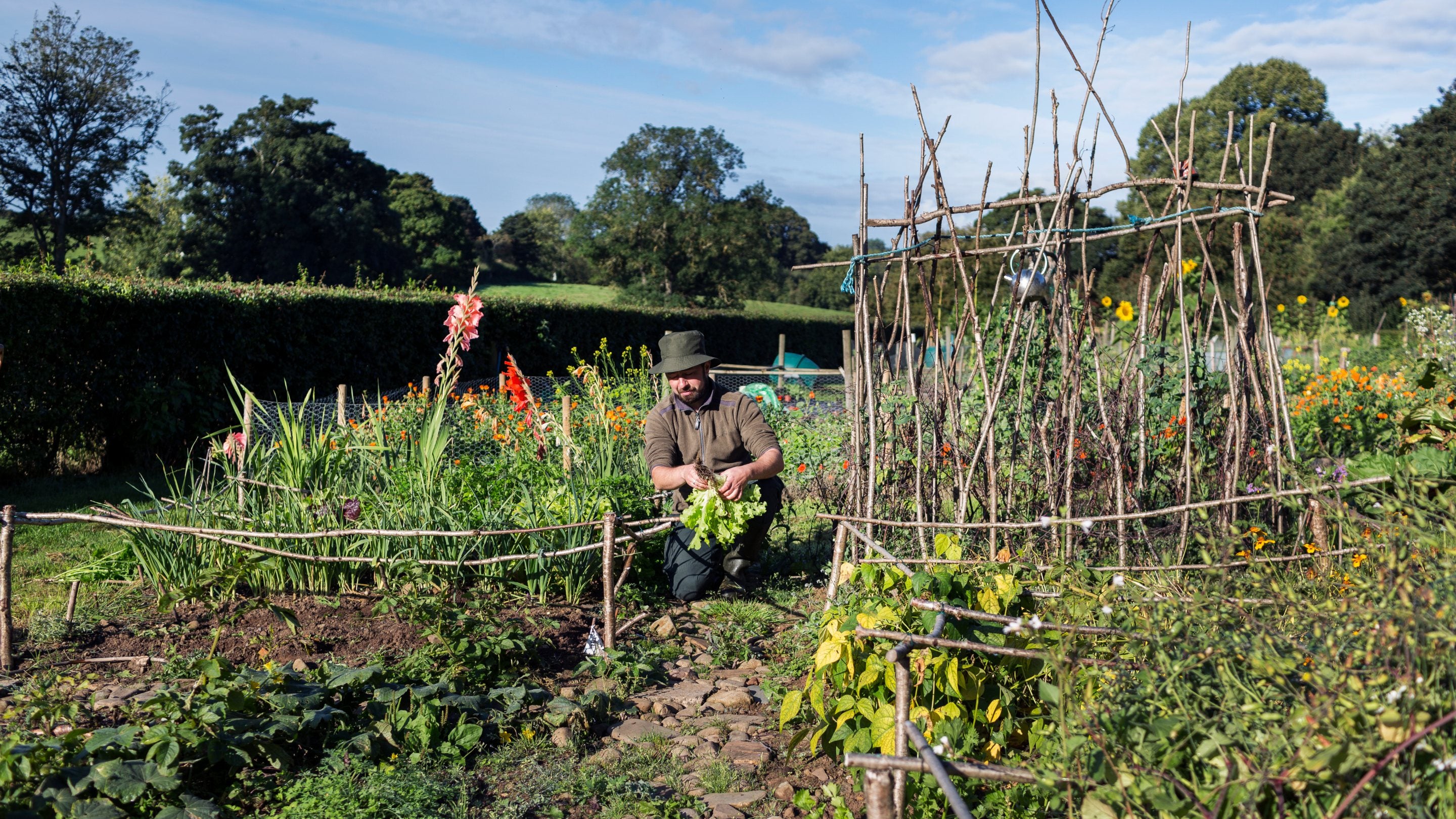 Gardener in the community allotments at Minnowburn, County Down