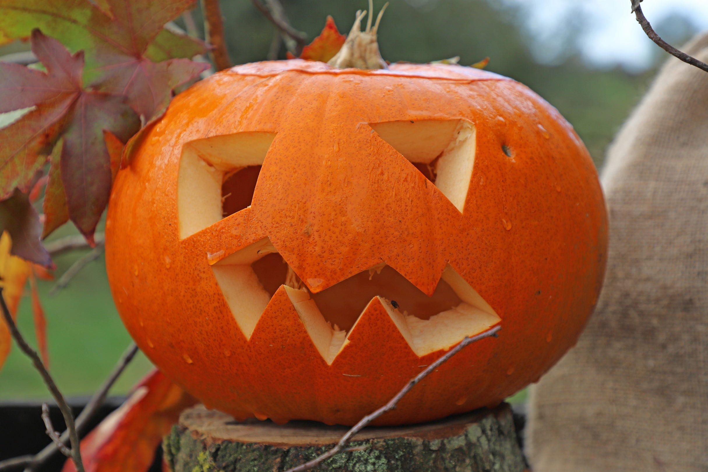 Halloween Pumpkin