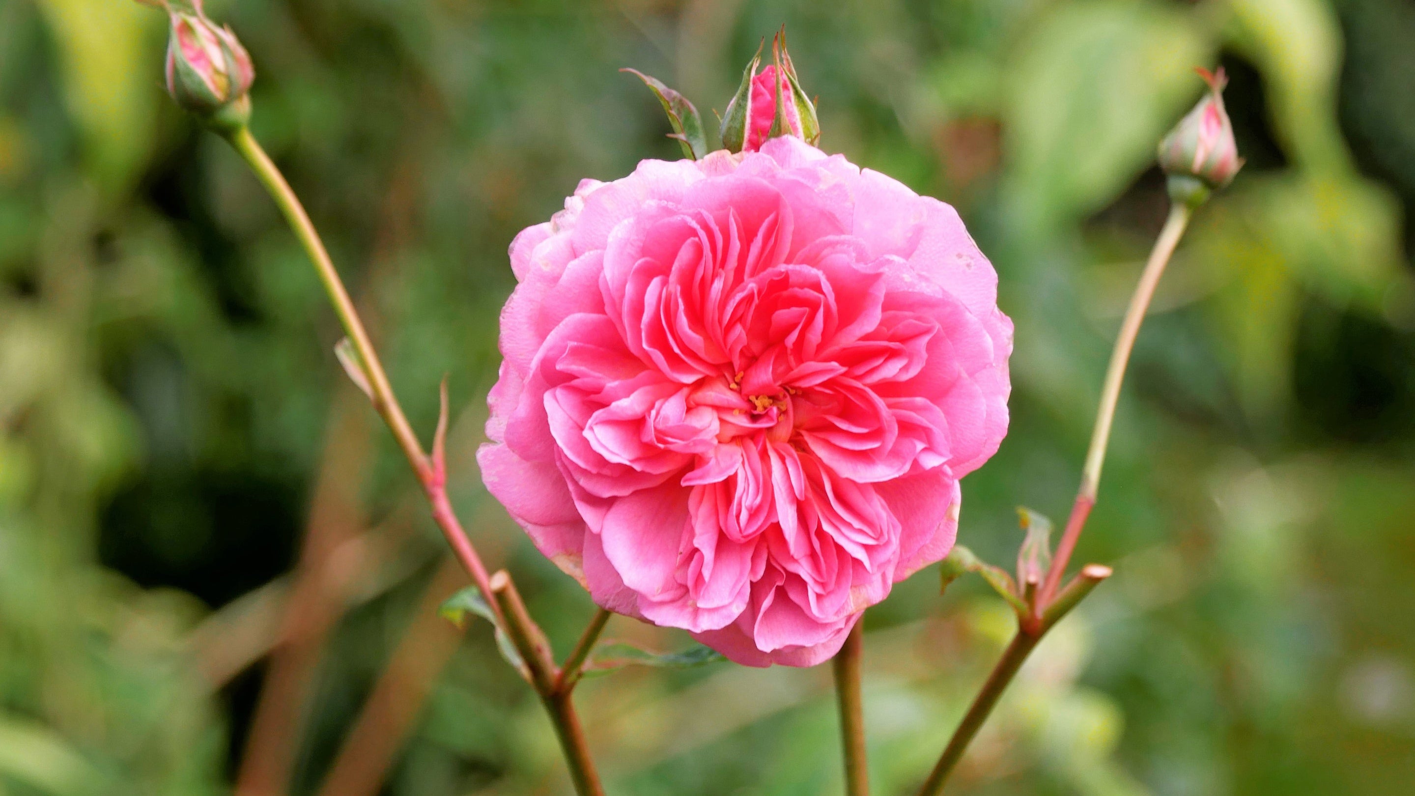 Rose flower in bloom at Mont Stewart, County Down.