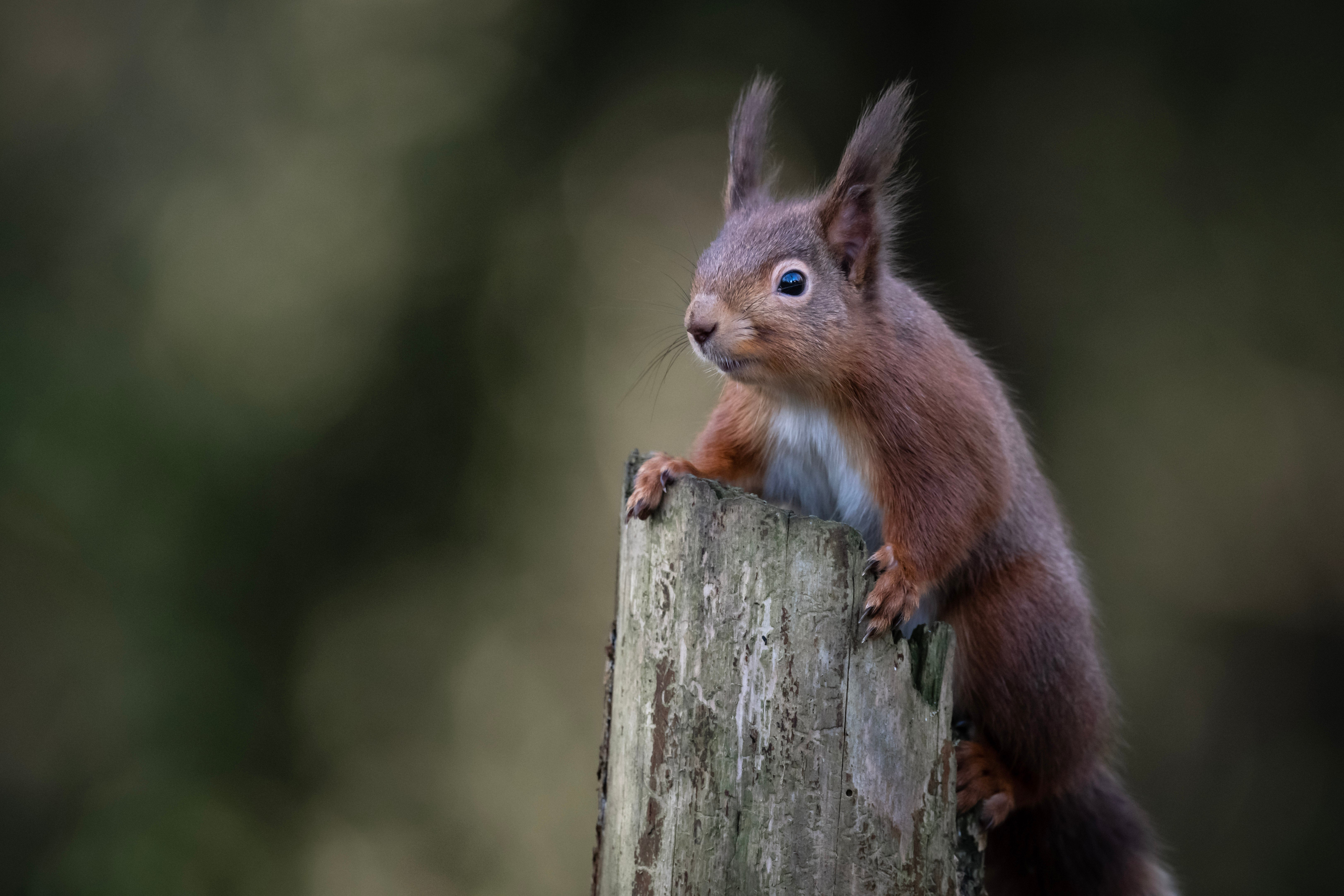 Red Squirrel in Mount Stewart Demesne