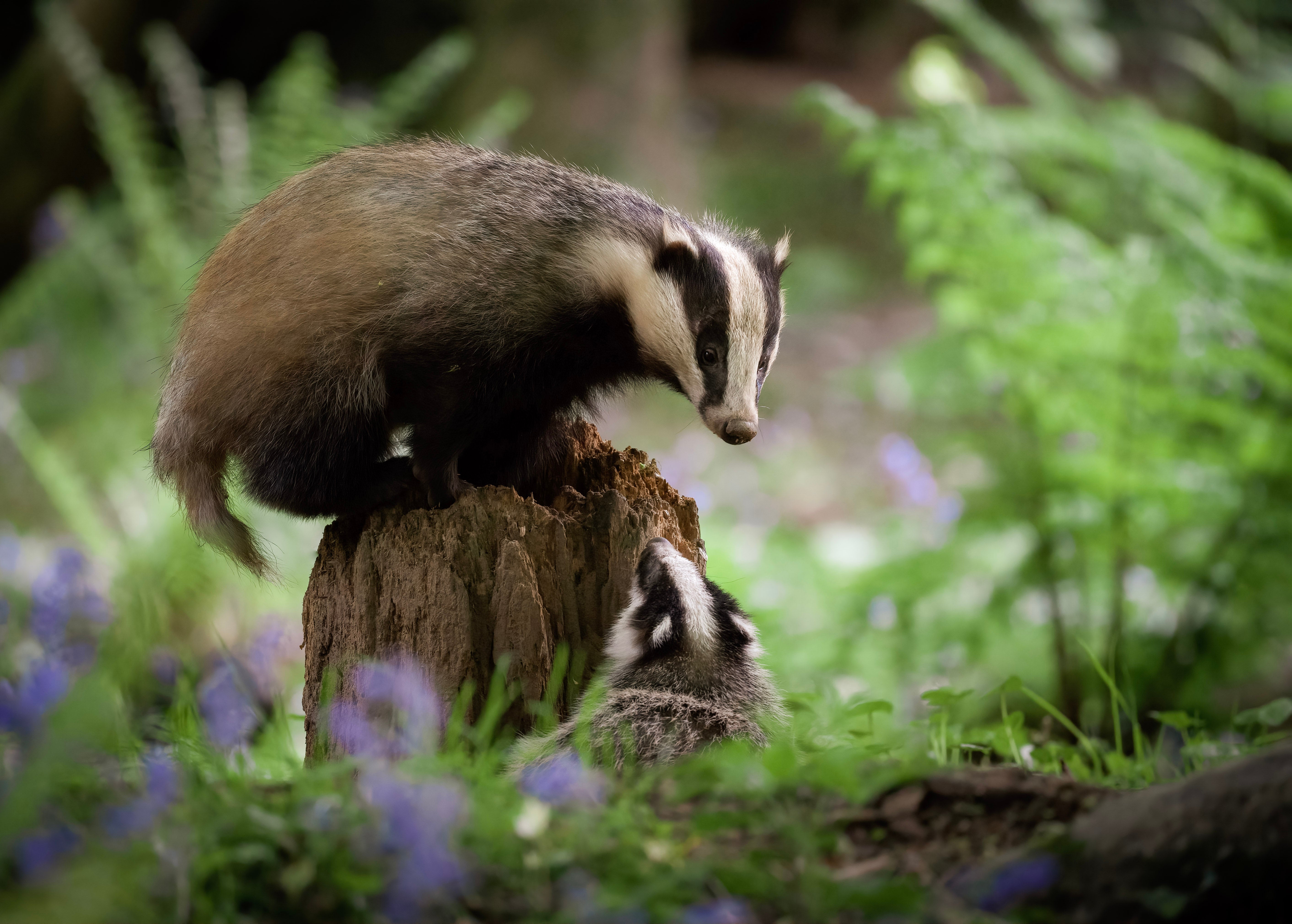 Badger with its cubs in Mount Stewart Demesne