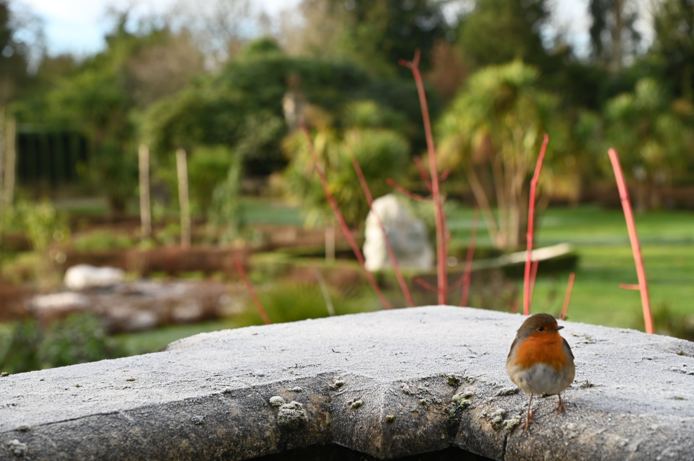 Robin in the formal winter gardens, Mount Stewart