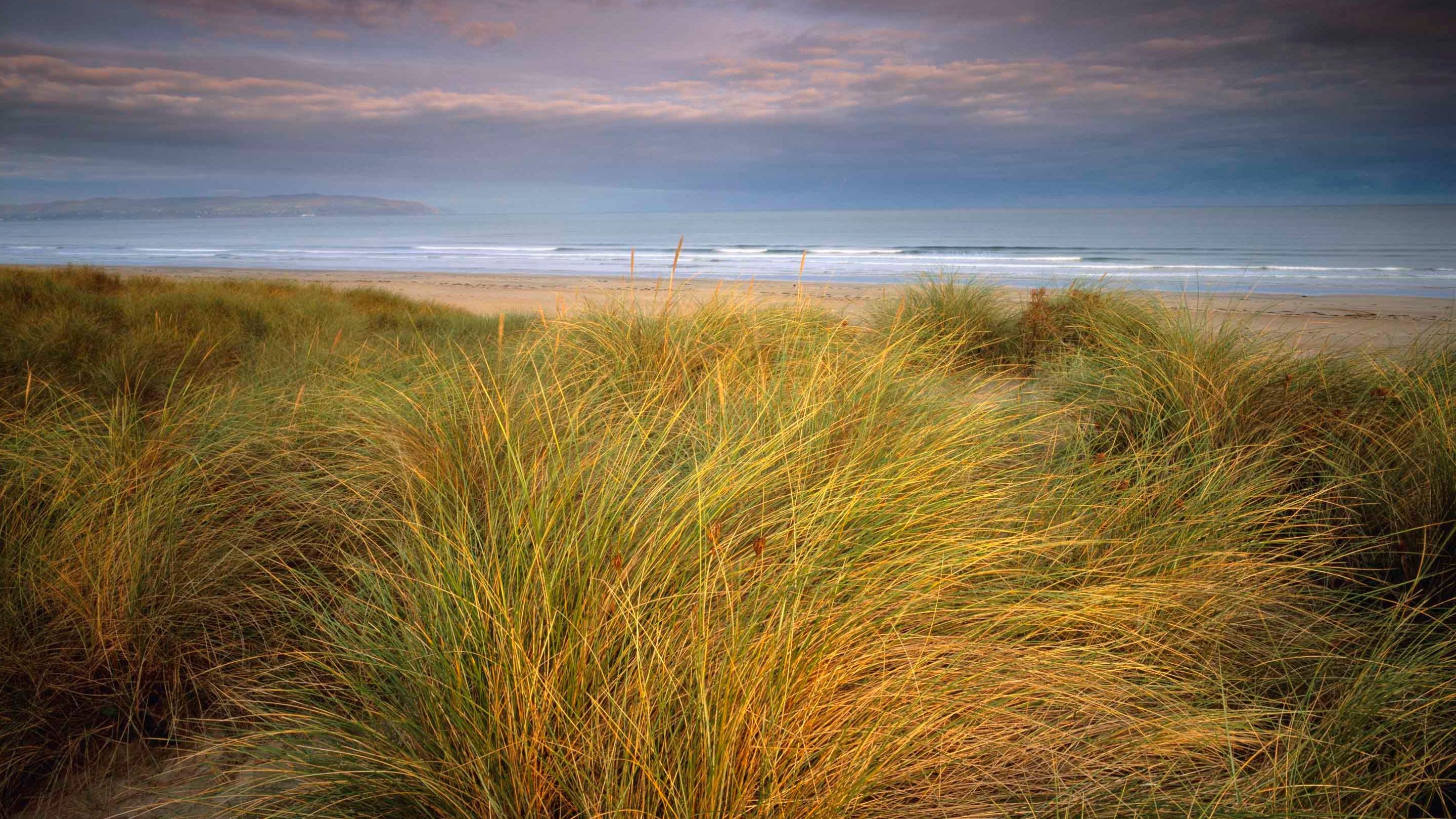 The beach with tall grasses in the foreground at Murlough National Nature Reserve, Co Down, Northern Ireland