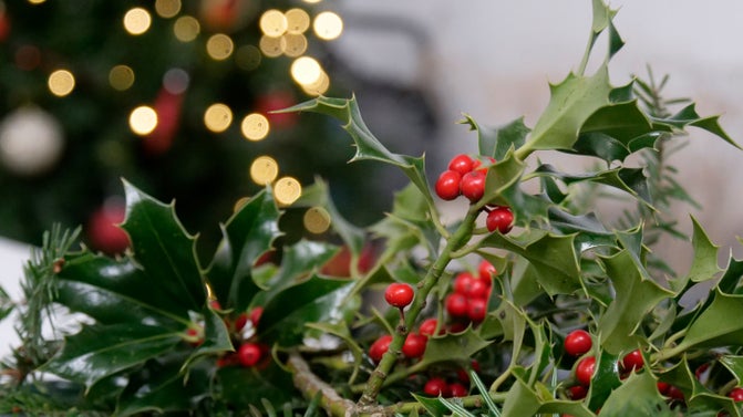 A photograph of natural materials, such as holly, gathered from Downhill Forest, with a Christmas tree out-of-focus in the background, at a wreathmaking workshop in the Dairy Shed at Hezlett House.