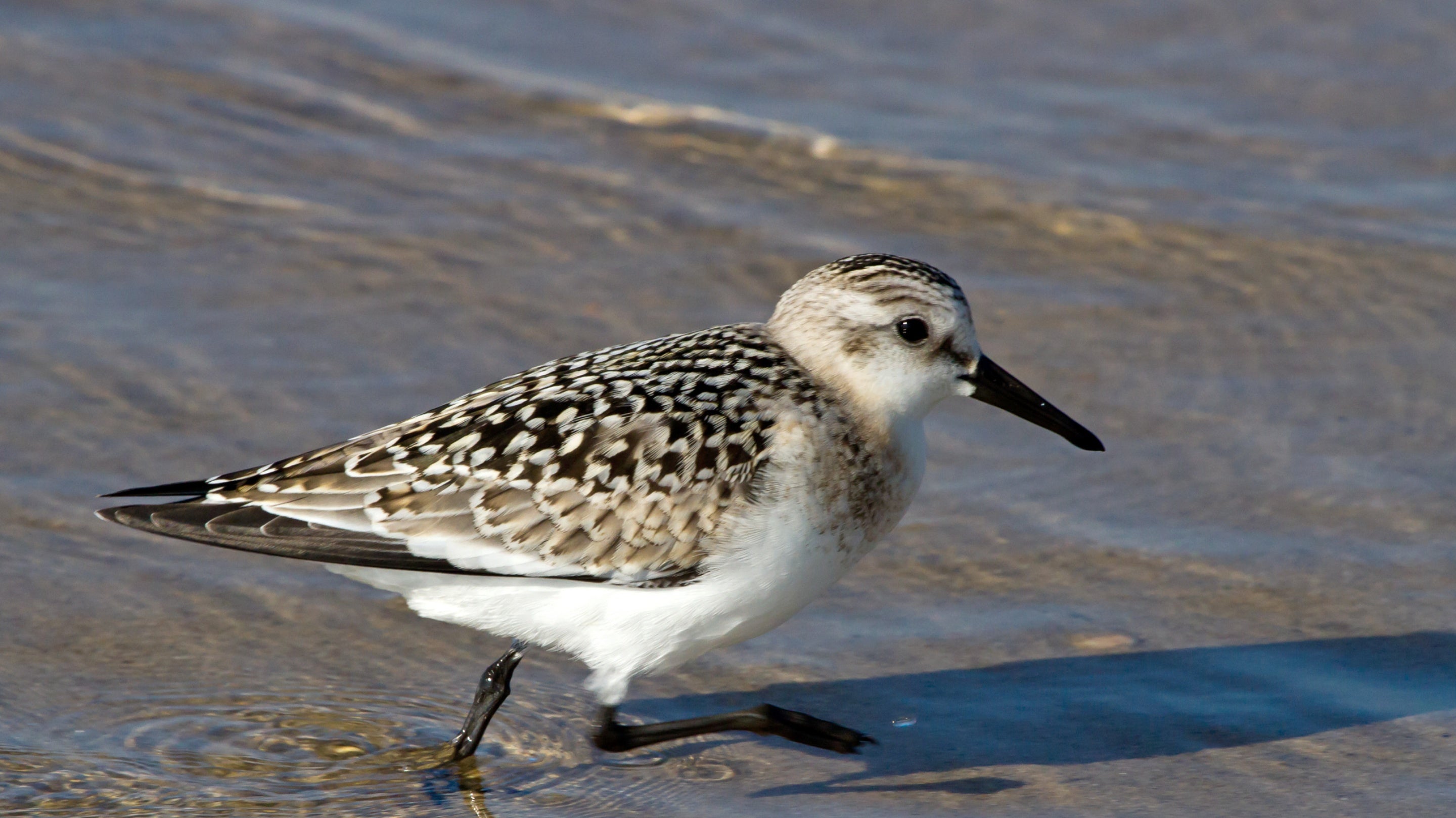Sanderling on the shoreline at Portstewart Strand, County Londonderry