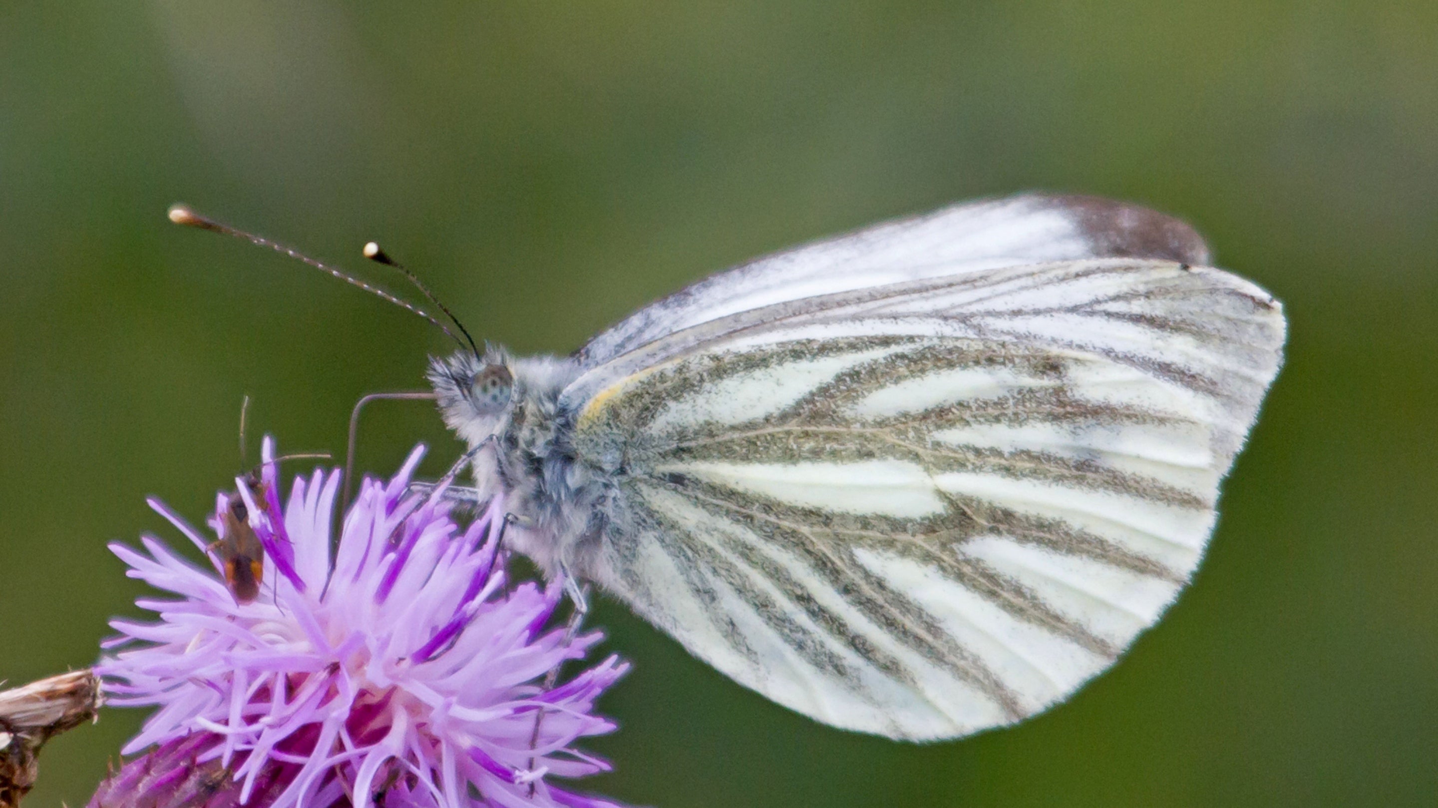 Green-veined White butterfly on Knapweed flower at Portstewart Strand, County Londonderry.