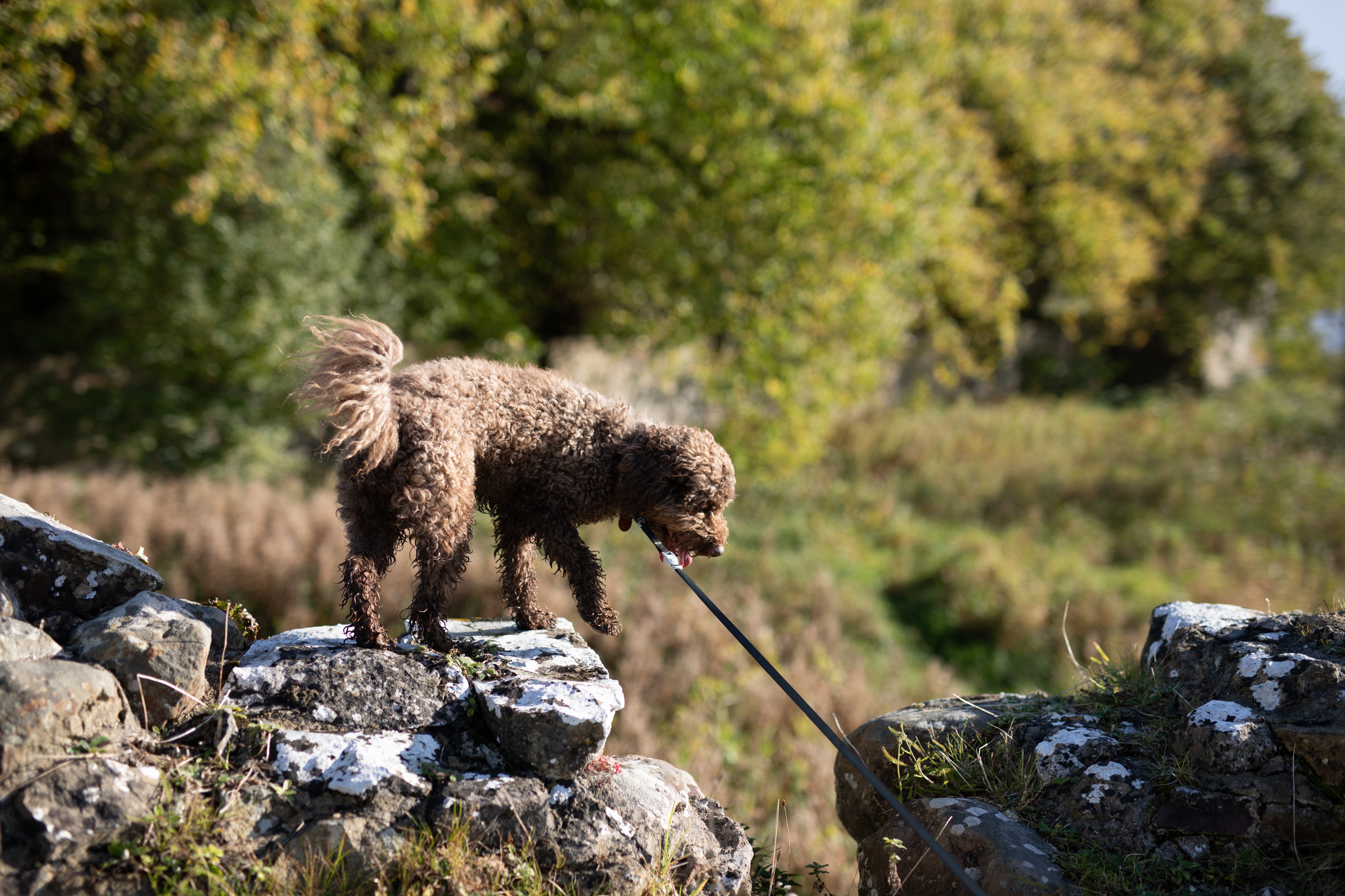 Dog walks at Castle Coole