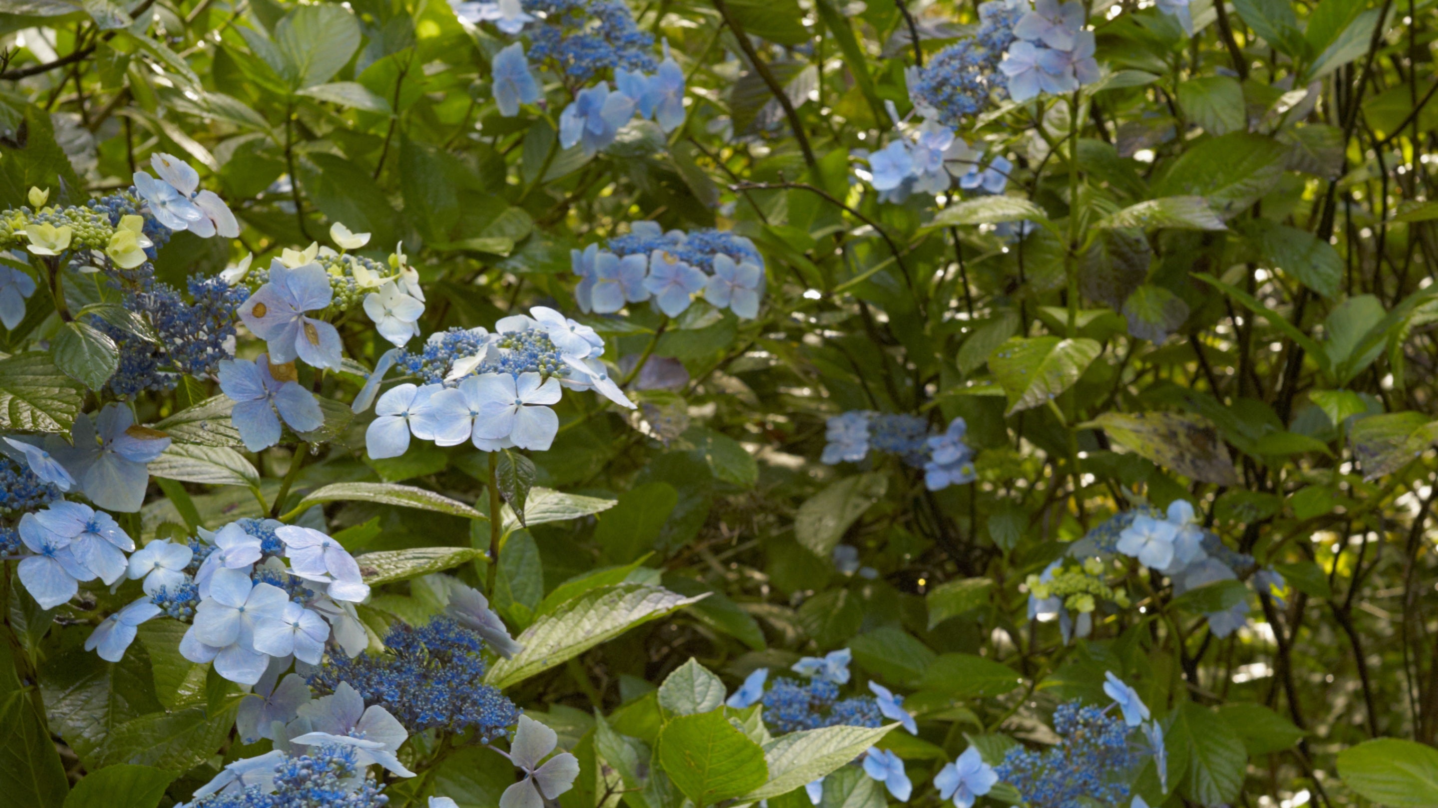 Hydrangea with blue flowers in the garden in September at Springhill, County Londonderry.